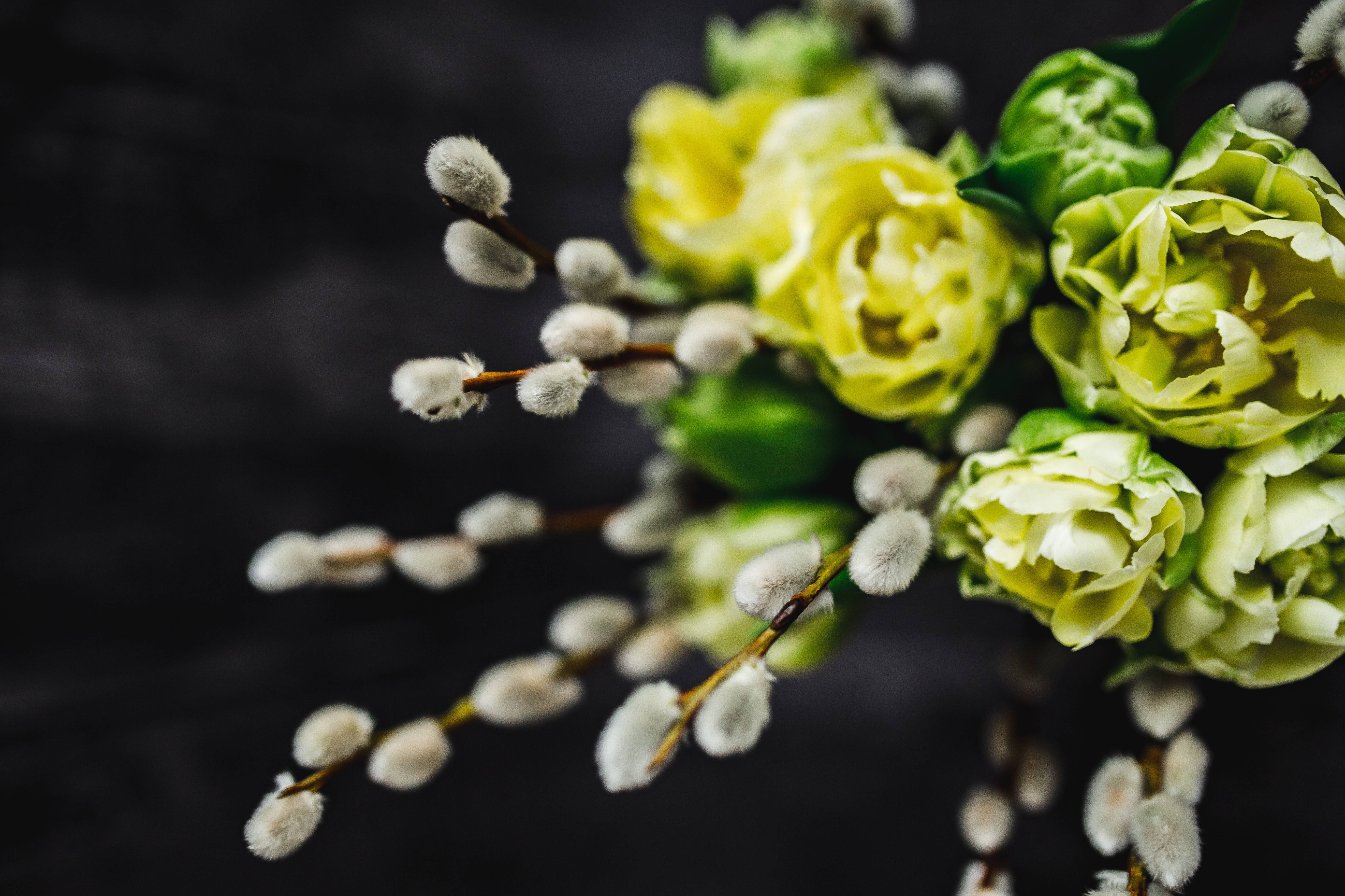 flowers, selective focus, focus on foreground, food and drink, food, macro, flowering plant, close-up, flower, healthy eating, little, 5K, ups, studio shot, HD Wallpaper
