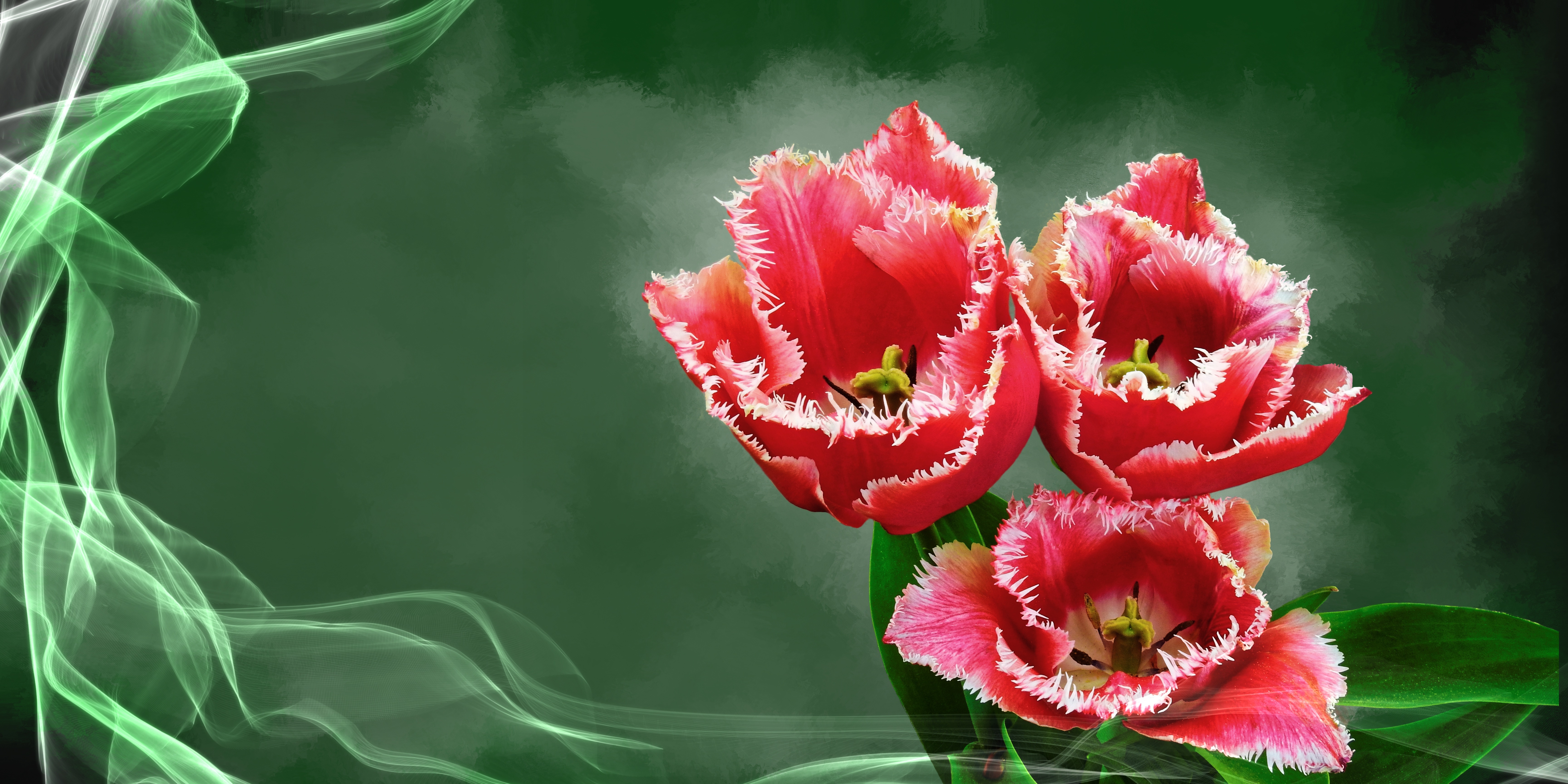  water, flora, vulnerability, 5K, mothers day, tulip, flower Head, nature, flowering plant, greeting card, fragility, flower, red, day, selective, HD Wallpaper