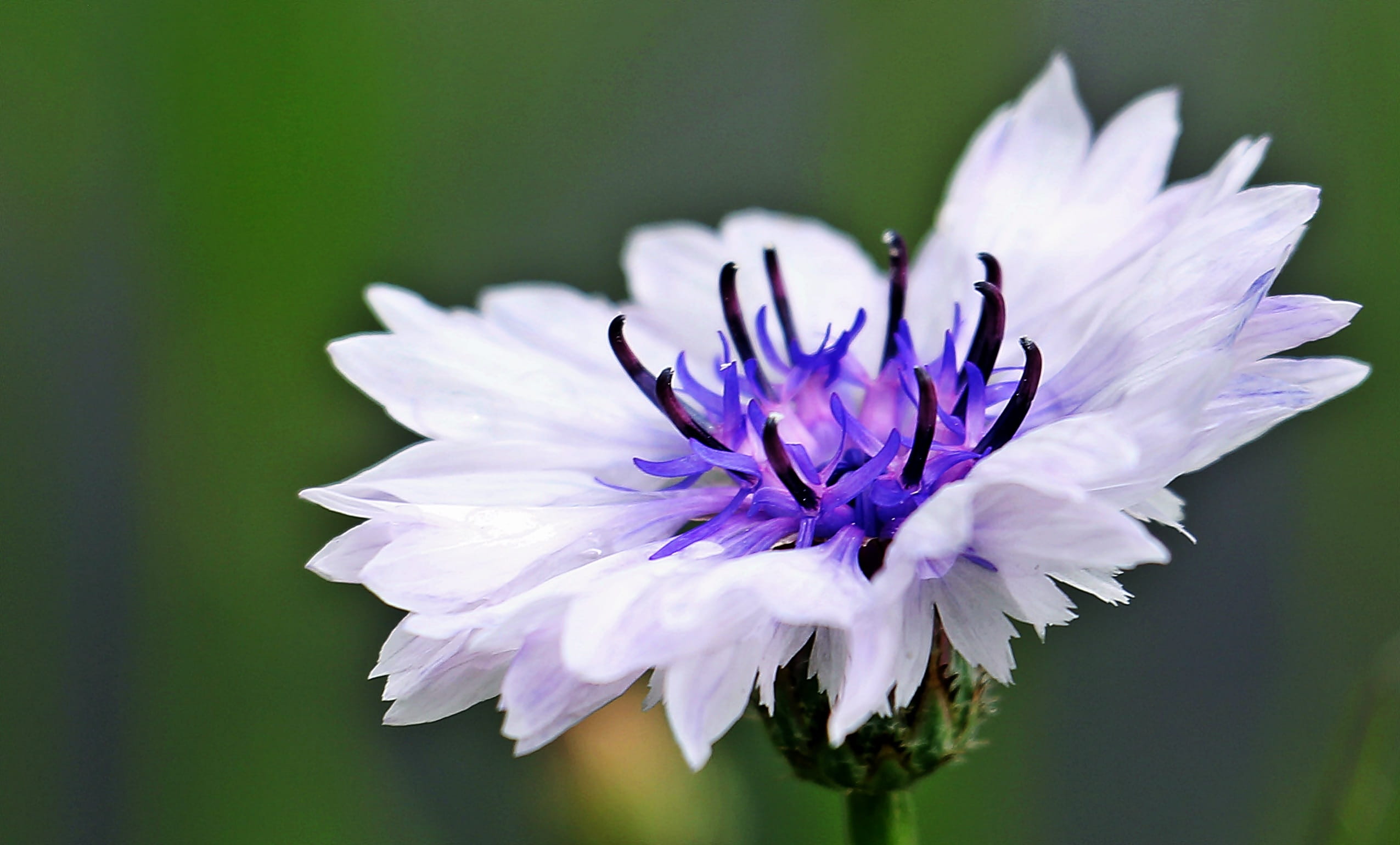 white-build blossom, fragility, nature, focus on foreground, freshness, white color, no people, flower head, bloom, flower, inflorescence, summer, photo, HD Wallpaper