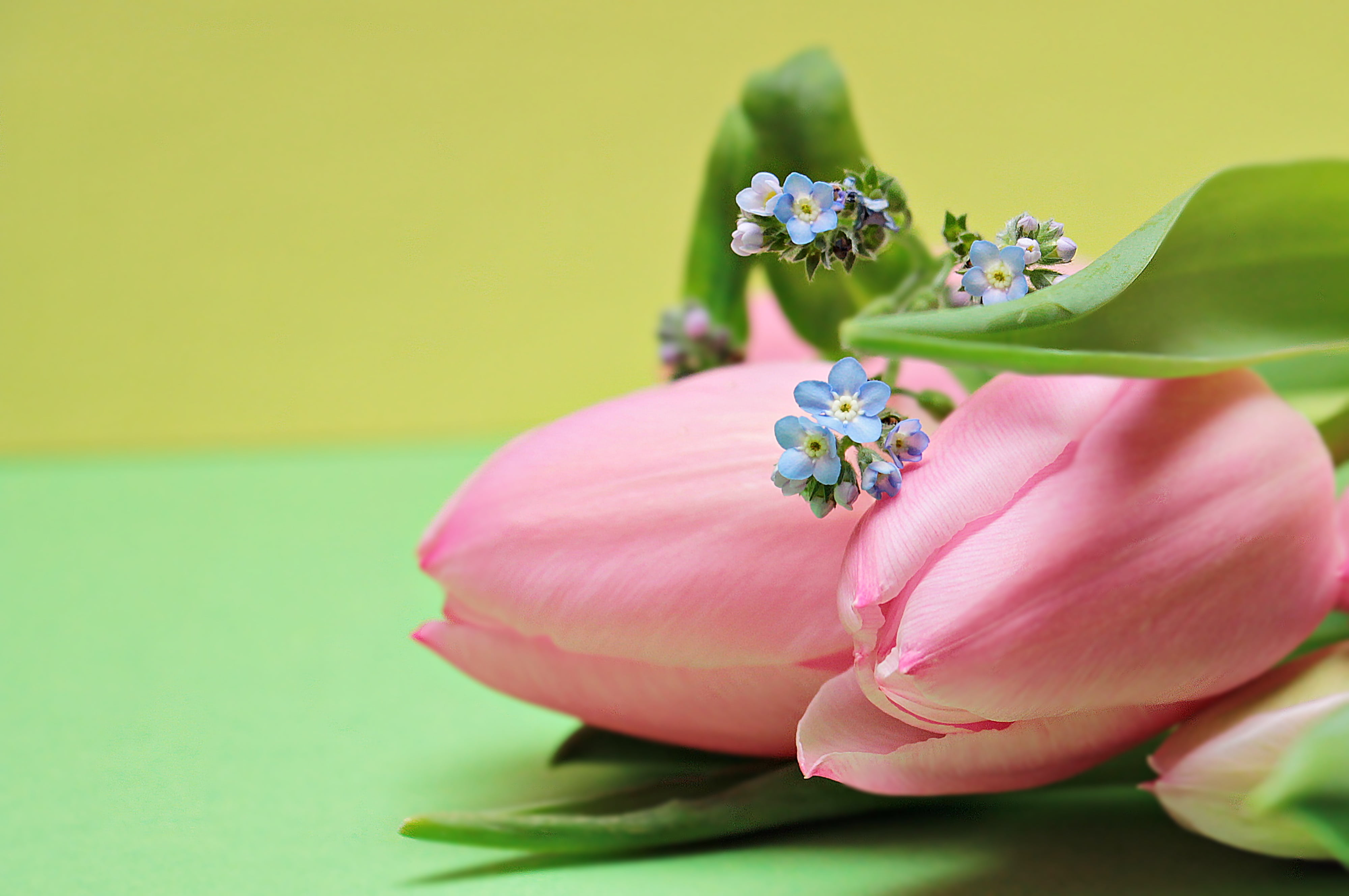 freshness, pink, schnittblume, no people, focus on foreground, studio shot, background image, inflorescence, selective focus, copy space, flower head, romantic, HD Wallpaper
