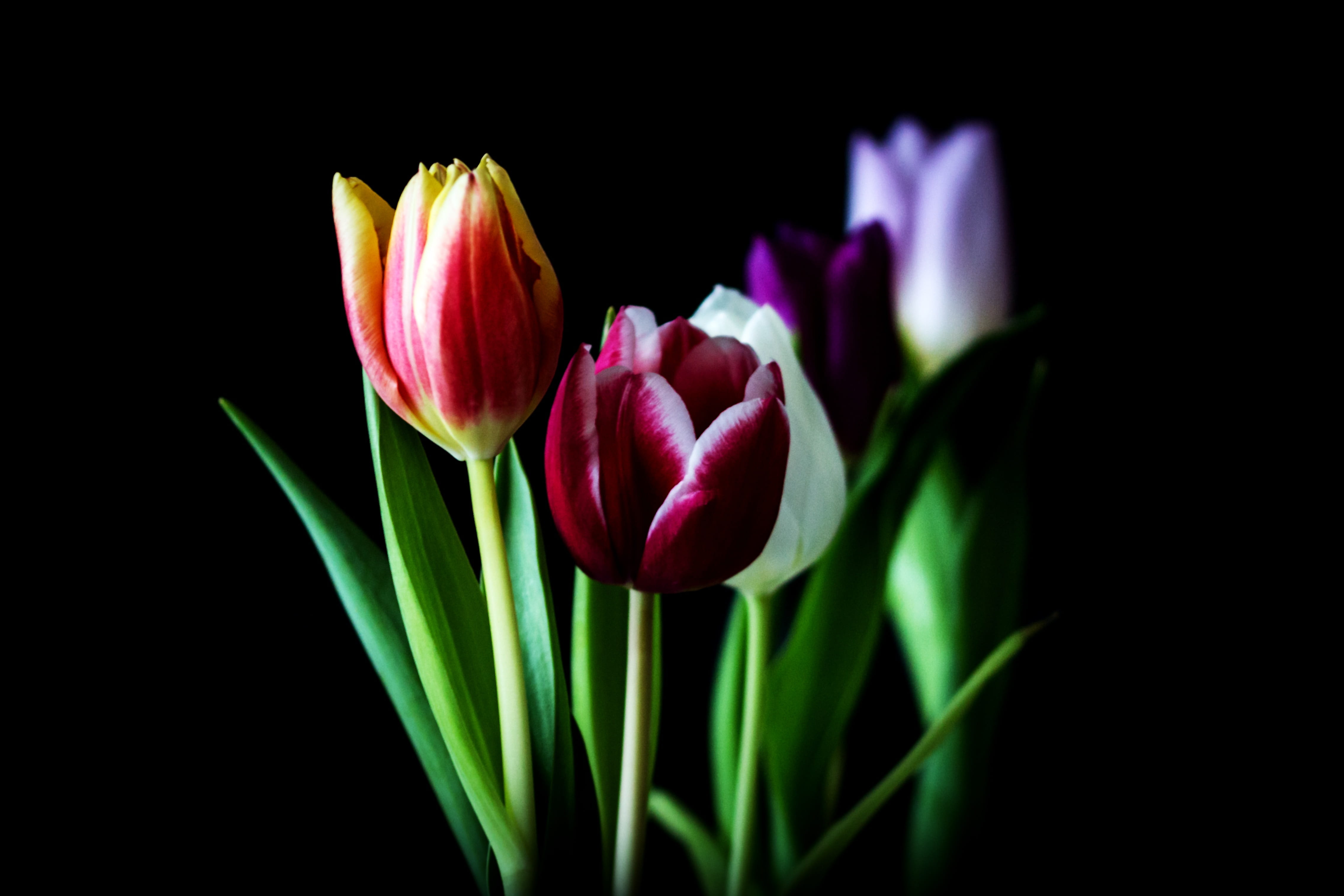 give away, studio shot, red, plant, friendly, black background, flower gift, season, colorful, color, valentines gift, pink color, selective, botanical, HD Wallpaper