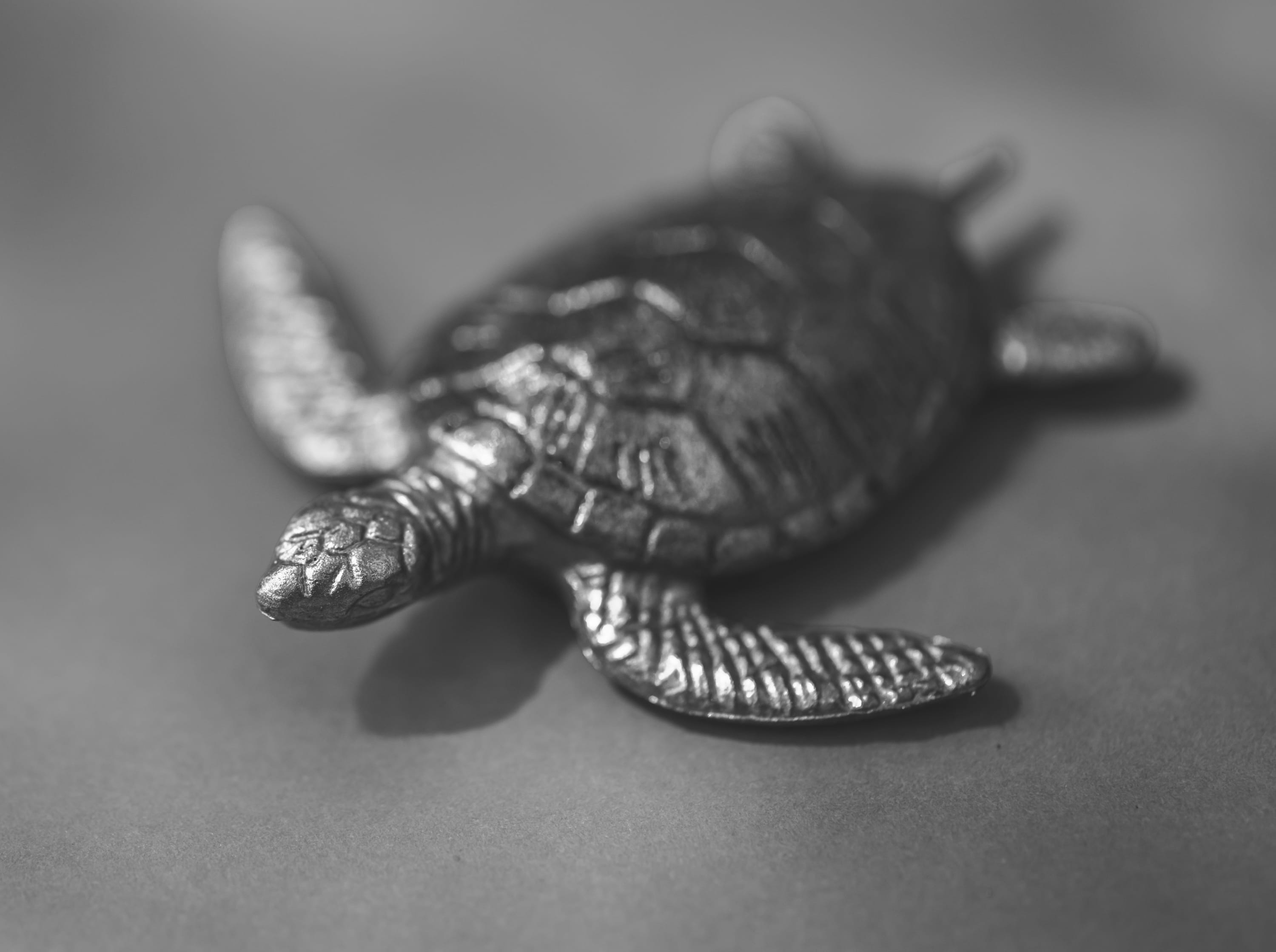day, mollusk, little, 2K, black and white, background, mini, colorful, fun, animal wildlife, textured, indoors, joy, concept, animal, tiny, creative, decoration, HD Wallpaper