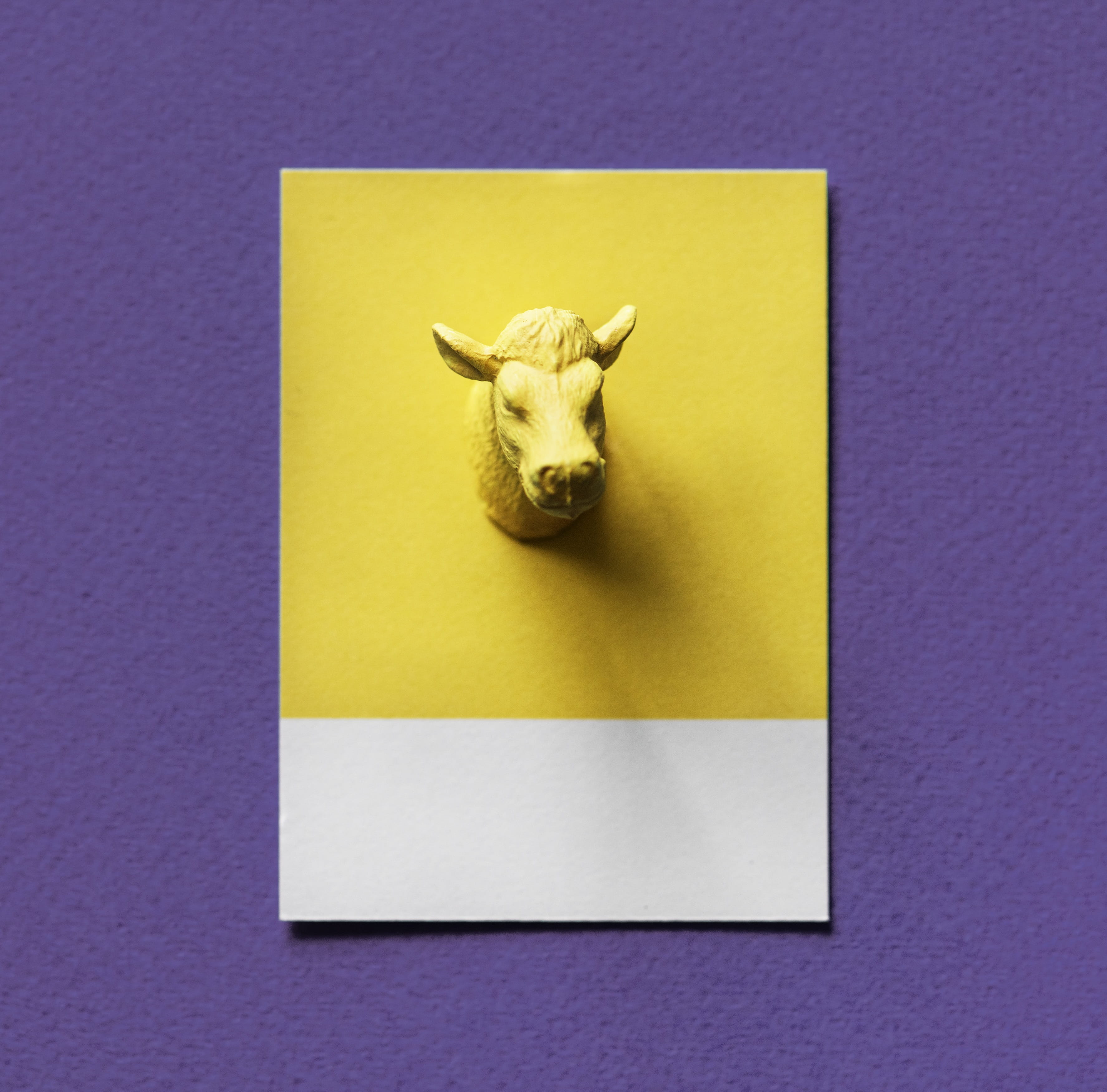 textured, colored background, play, abstract, indoors, decoration, toy, cow, colorful, miniature, animal body part, head, mammal, pig, one animal, card, HD Wallpaper