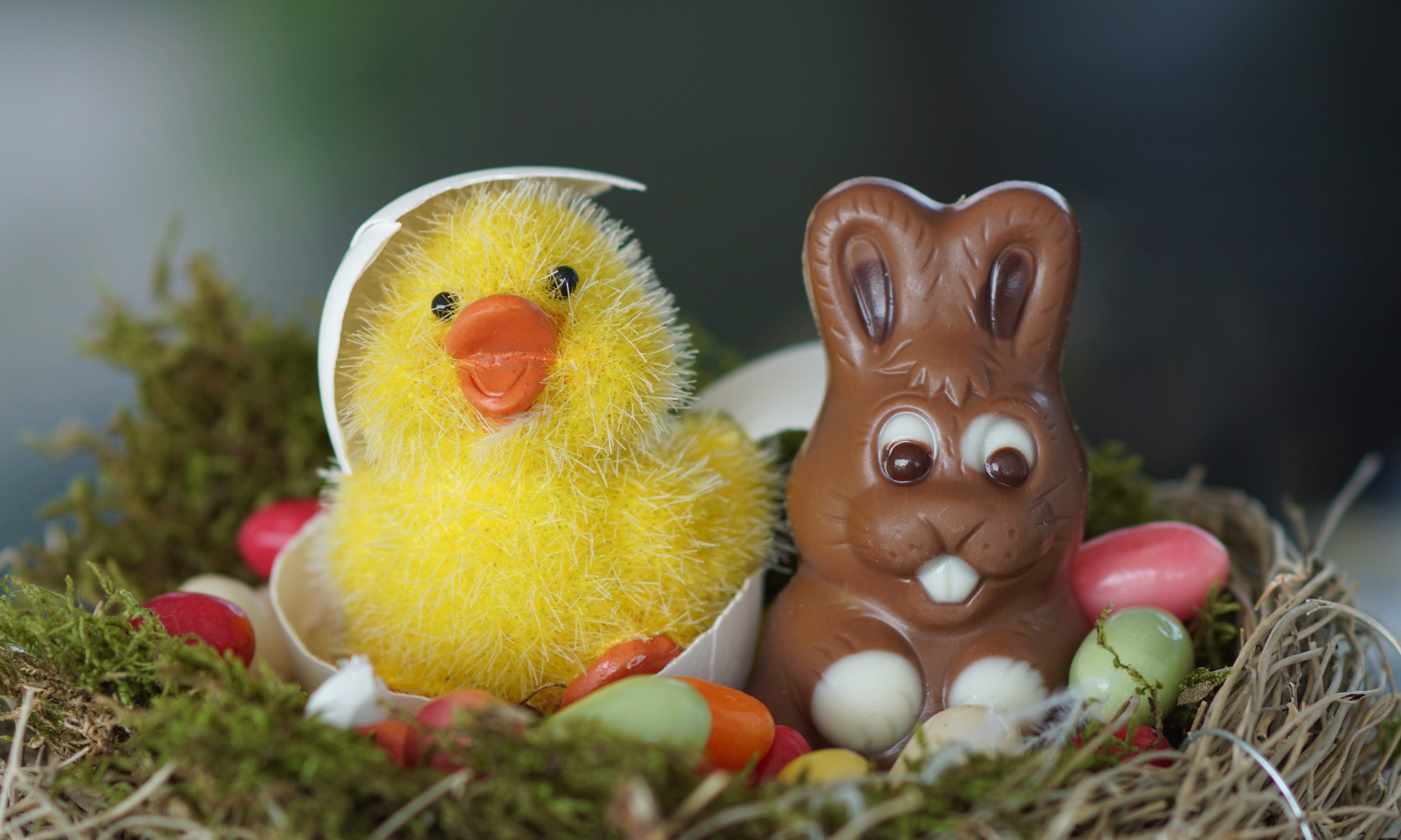 creativity, animal themes, happy easter, nature, animal, spring, joy, holiday, no people, rabbit - animal, happy, tracy, green, bunny, flora, satisfied, HD Wallpaper
