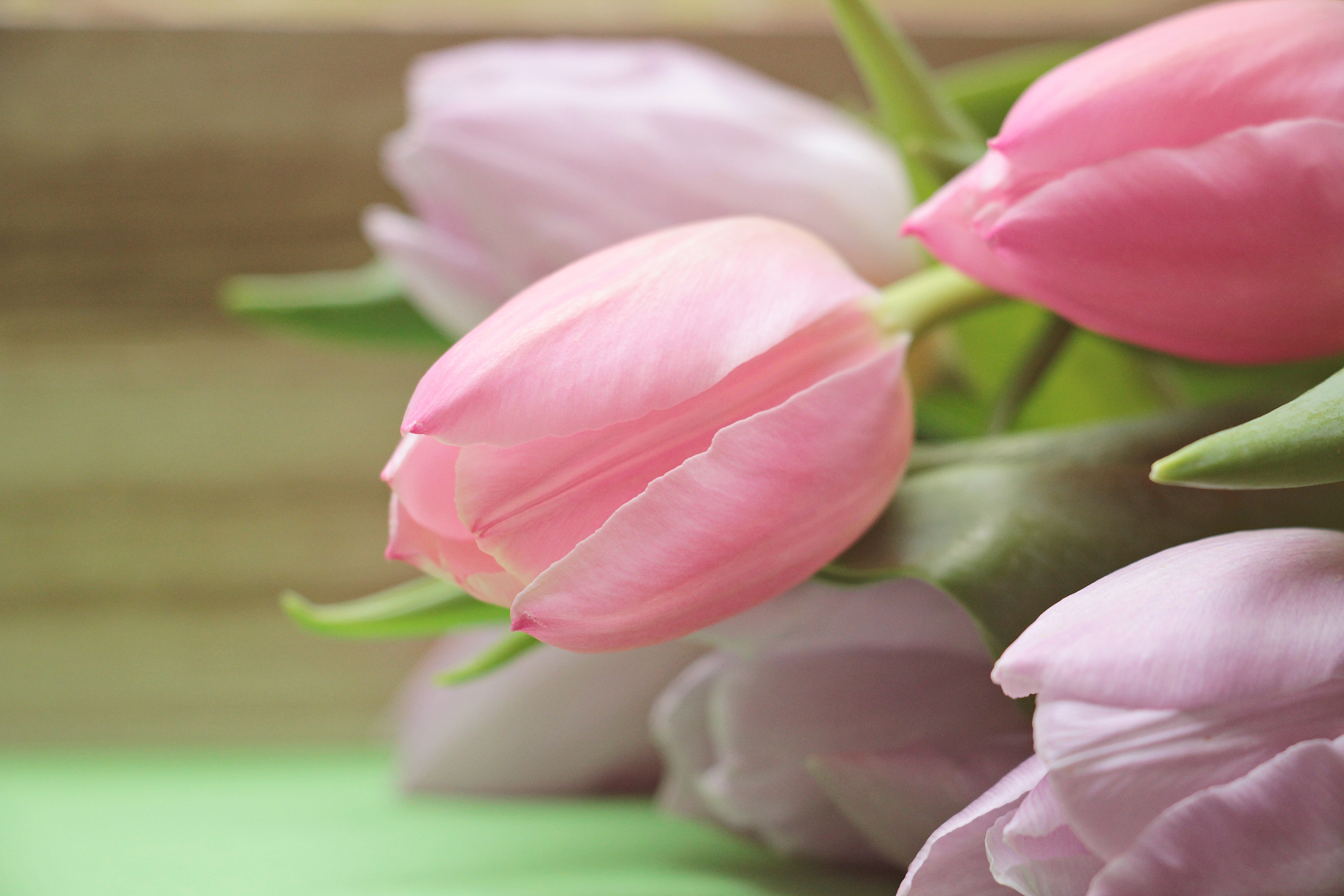 petal, spring flowers, tulip, greeting card, tulips, peony, flower, vulnerability, nature, growth, pink Color, close-up, bloom, light pink, postcard, 5K, HD Wallpaper