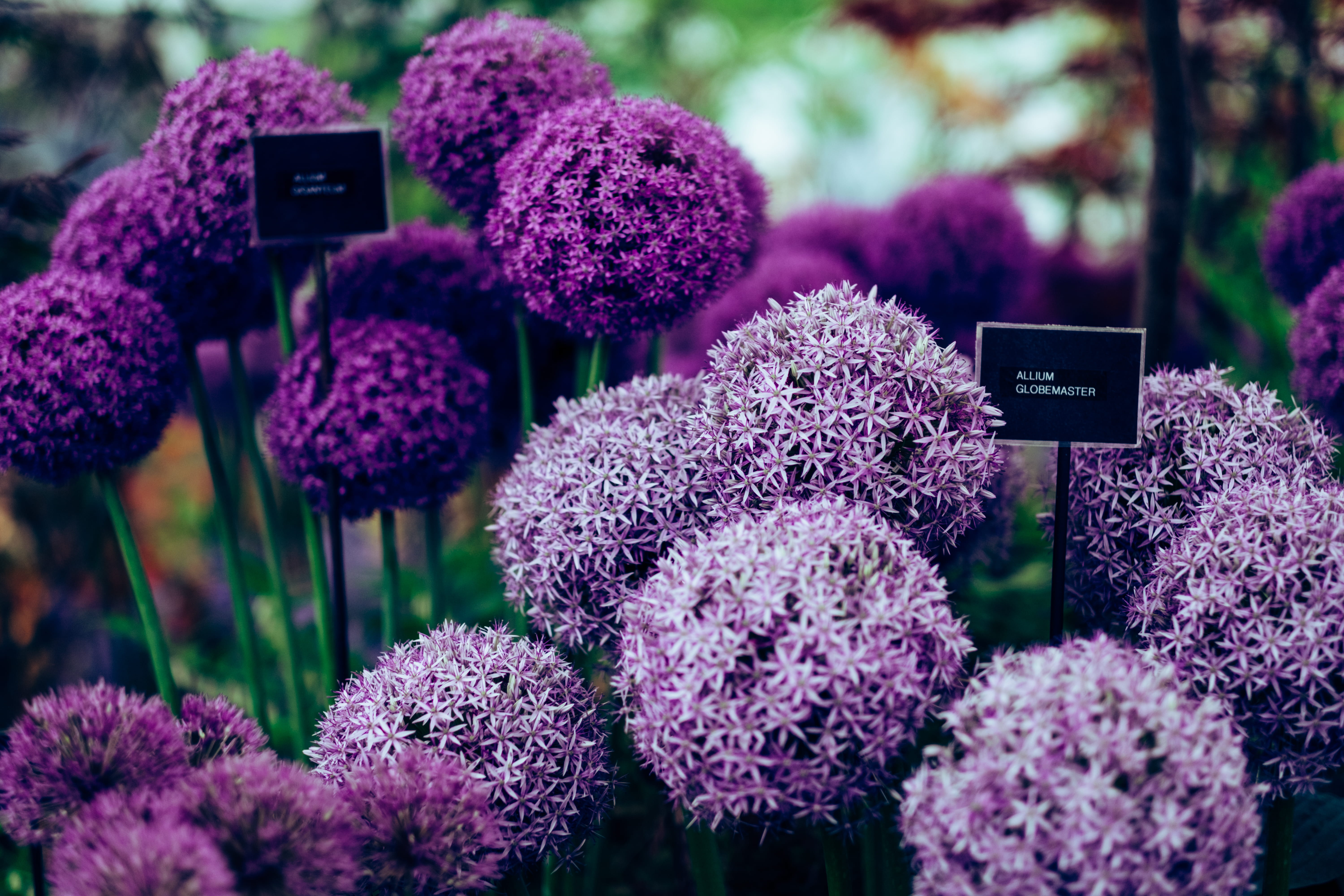 close-up, retail, vegetation, bunch of flowers, freshness, flowering plant, carnation, pink color, flower head, garden, nature, outdoors, london, thistle, HD Wallpaper