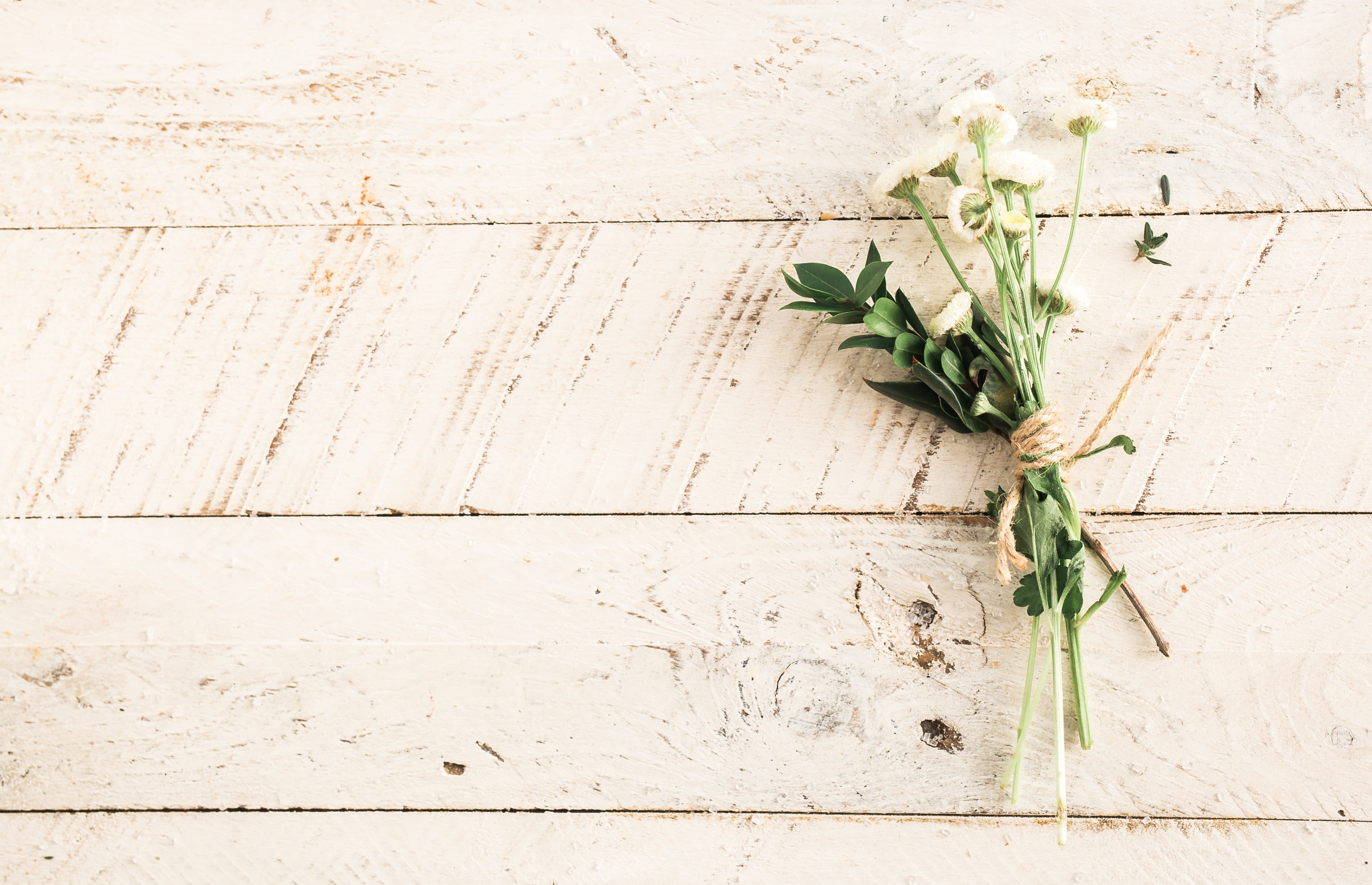 high angle view, white color, petal, rule, autumn, rose, nature, no people, freshness, green color, fall, plant part, 4K, white, indoors, flower, plant, HD Wallpaper