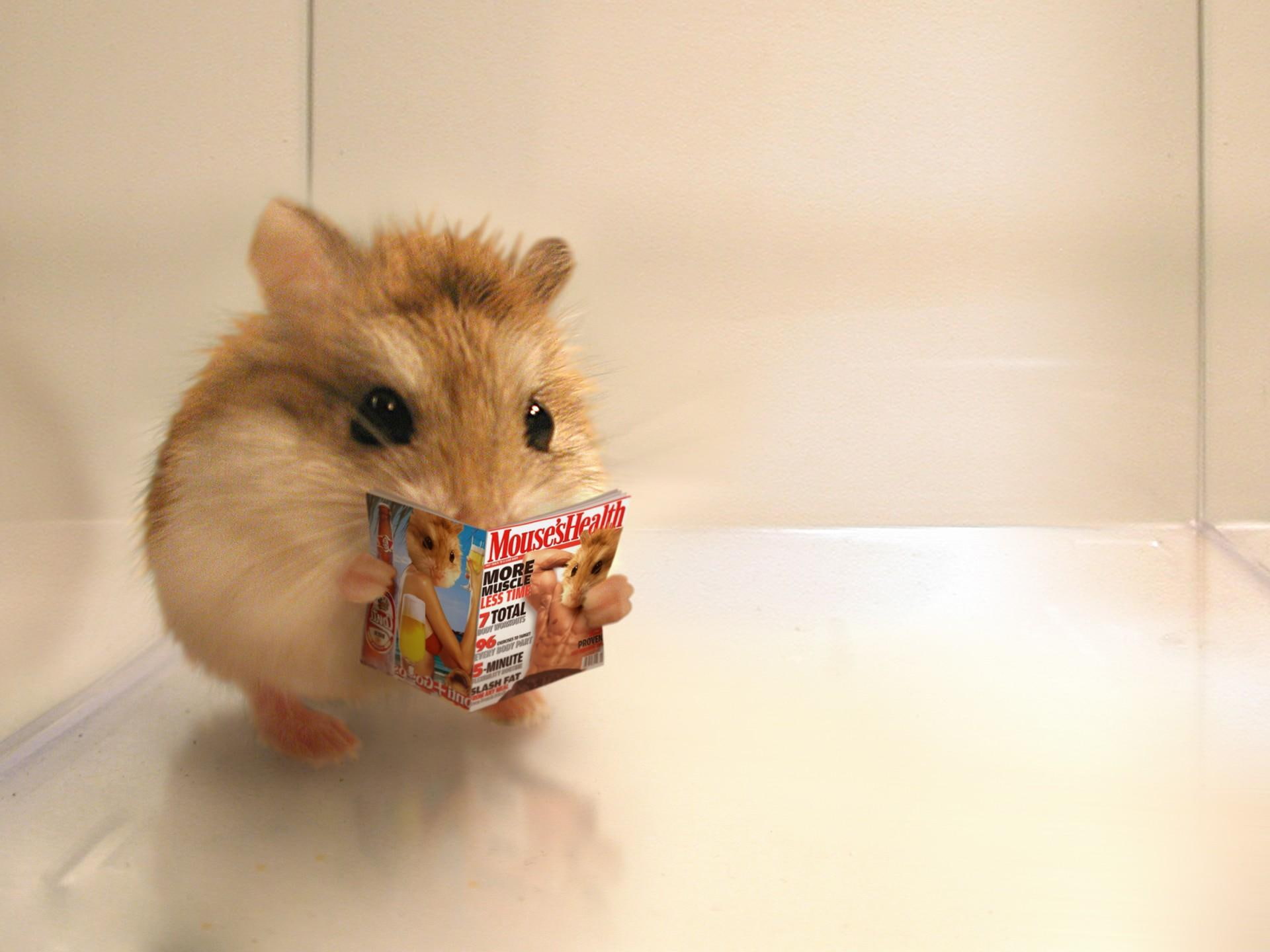 comment, funny, heritage, 1080P, animals, adorable, cute, reading, HD Wallpaper