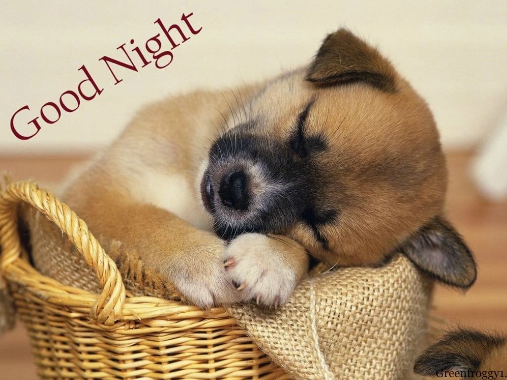 whisker, indoors, cute, NIGHT, young animal, basket, one animal, relaxation, animal themes, domestic, close-up, text, COMMENT, container, canine, GOOD NIGHT, HD Wallpaper