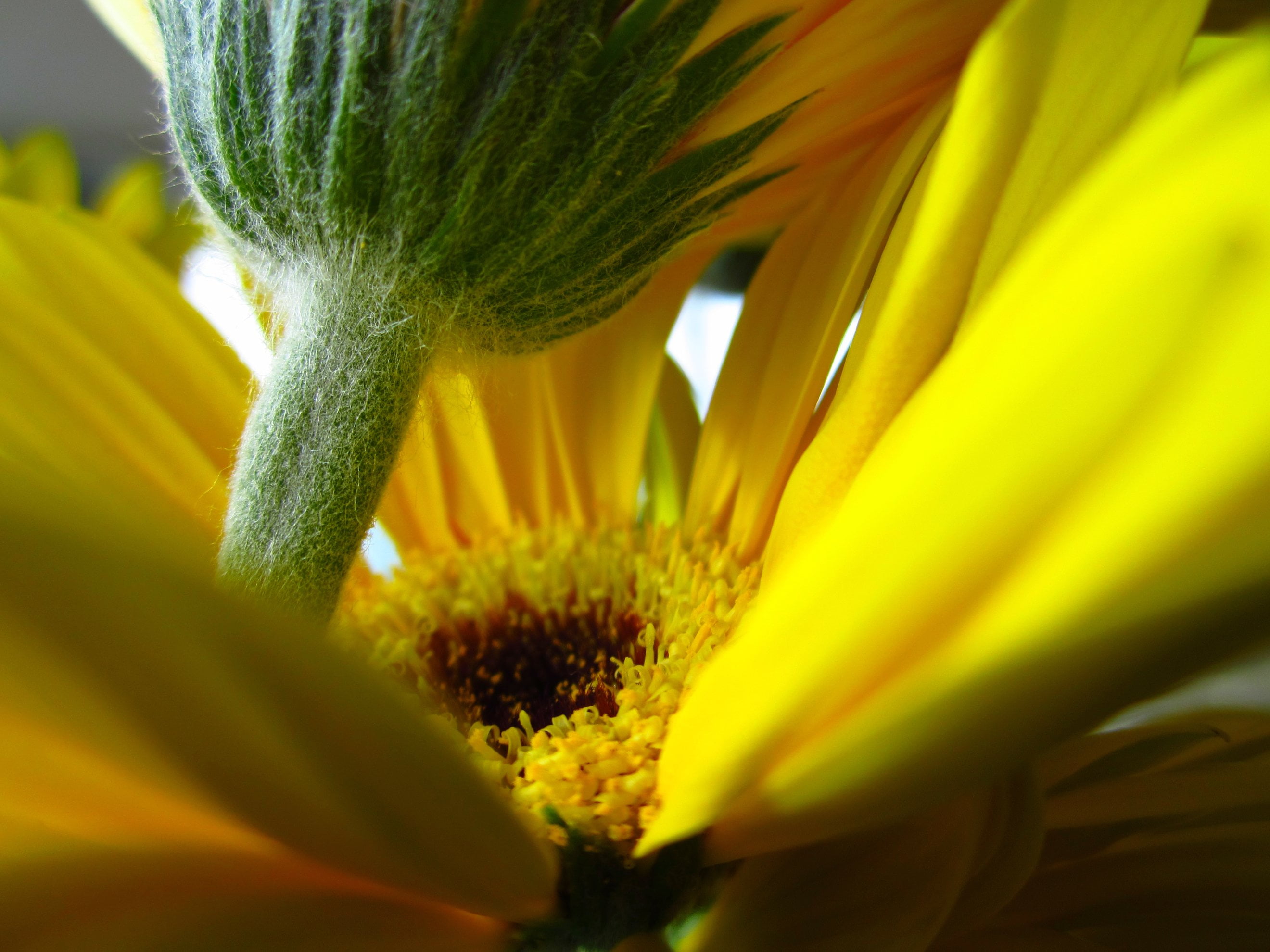 macro, GALAXY, protector, Nature, centre, Group, FRIENDS, close-up, Addicted, Damn, 2K, IMG, summer, closeup, comment group, Flower, No. 2, macro photography, HD Wallpaper