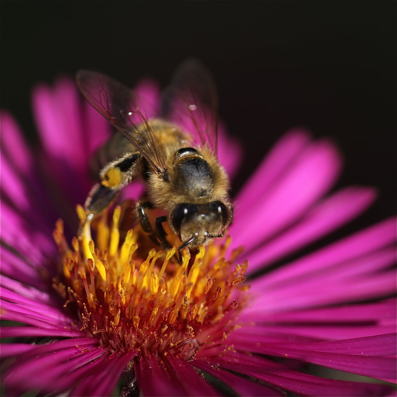 yellow, summer, pollination, platinum, bee, honey Bee, Gallery, beauty In Nature, plant, insect, comment group, Natur, me, purple, Bienen, macro, flower, Phone HD Wallpaper