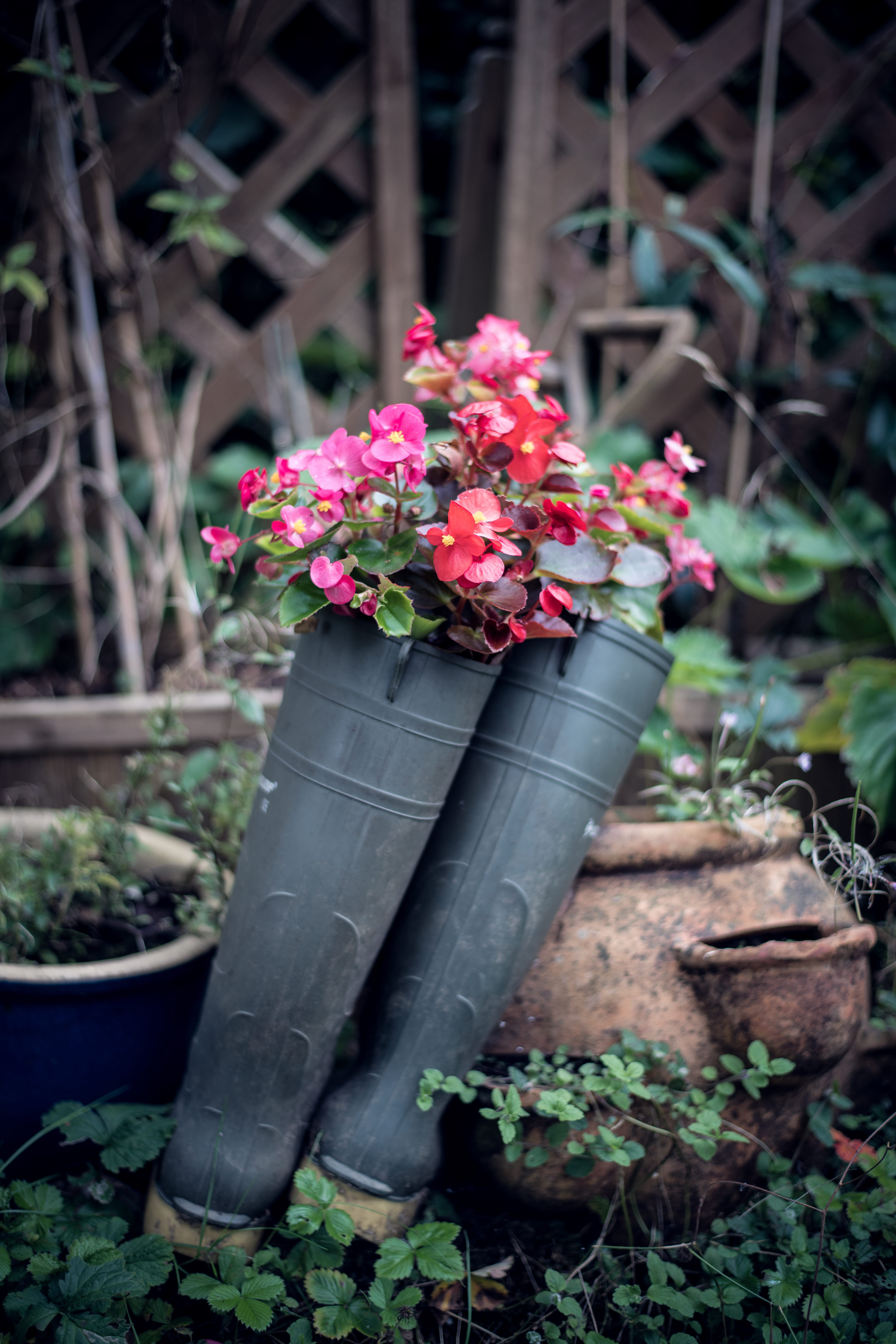 front or back yard, 8K, plant, autumn flowers, gardening, flowering plant, petal, nature, freshness, pink color, outdoors, no people, flower head, flower pot, Phone HD Wallpaper