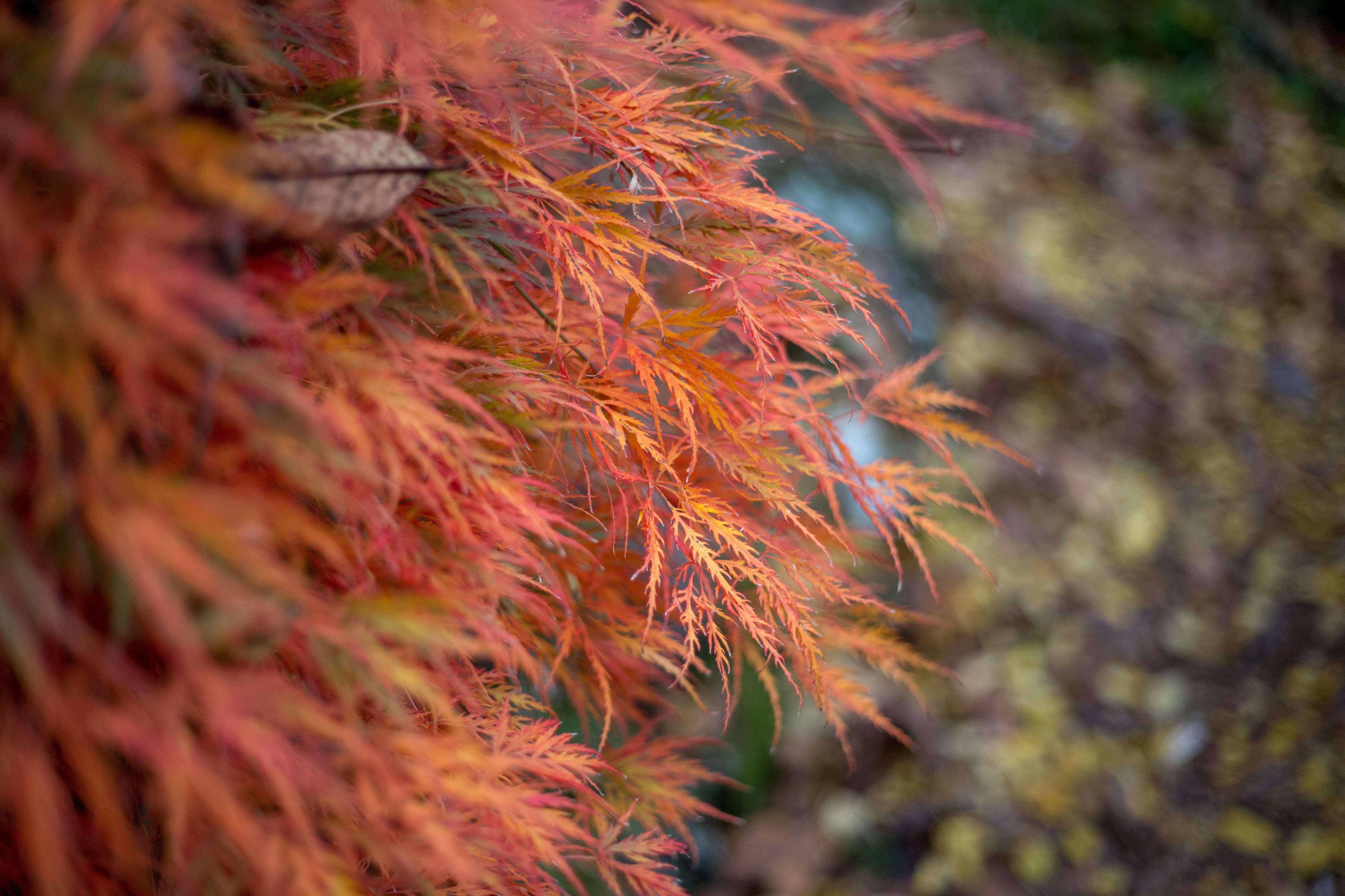 change, color, day, maple leaf, leaves, forest, bright, vulnerability, fragility, close-up, tree, tranquility, healthy, nature, orange, selective focus, HD Wallpaper