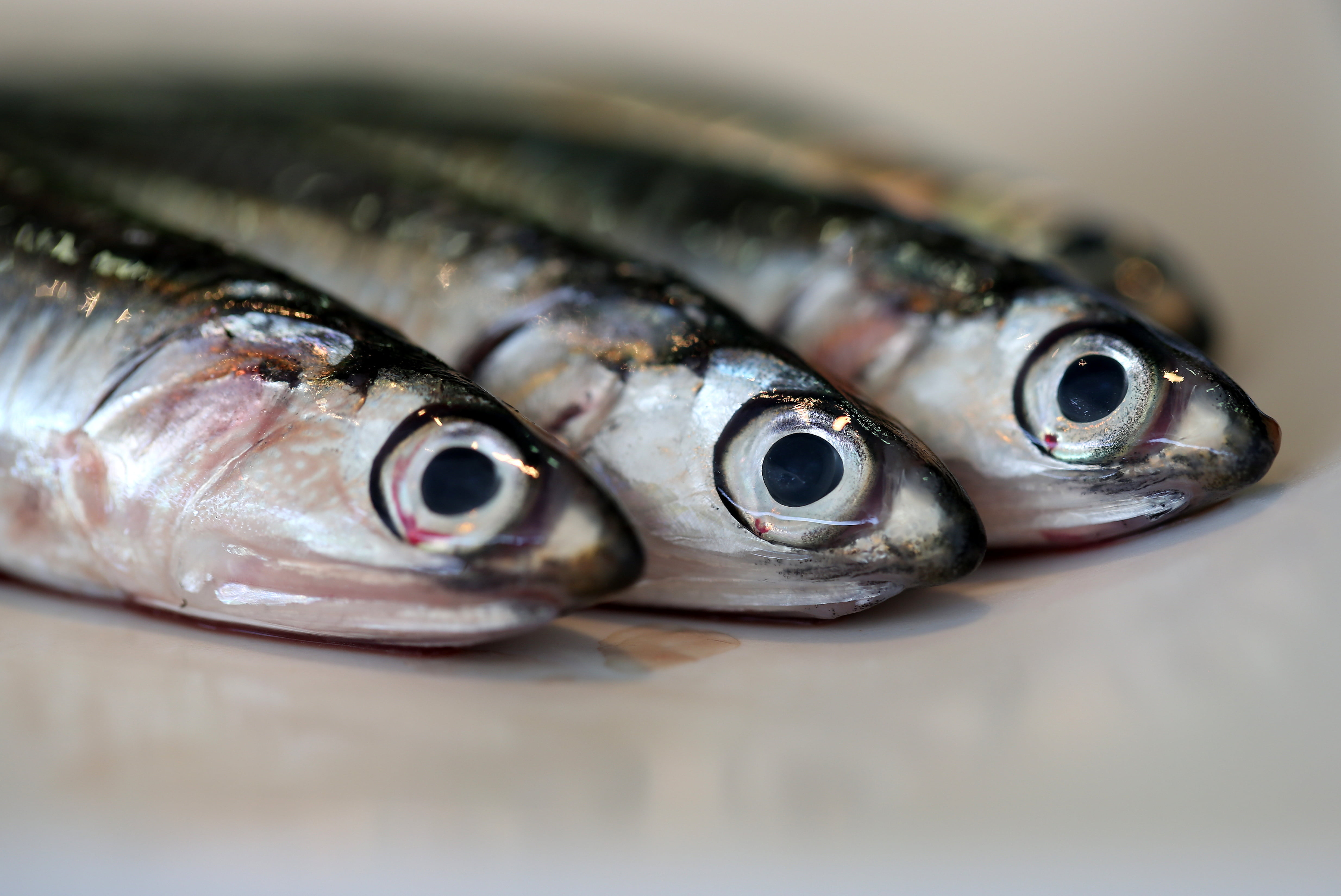 anchovies, shallow, gourmet, shimmer, shallow focus, raw Food, light, fishing, fish, fishes, photography, posit, mackerel, el, four, silvery, pisces, healthy Eating, HD Wallpaper