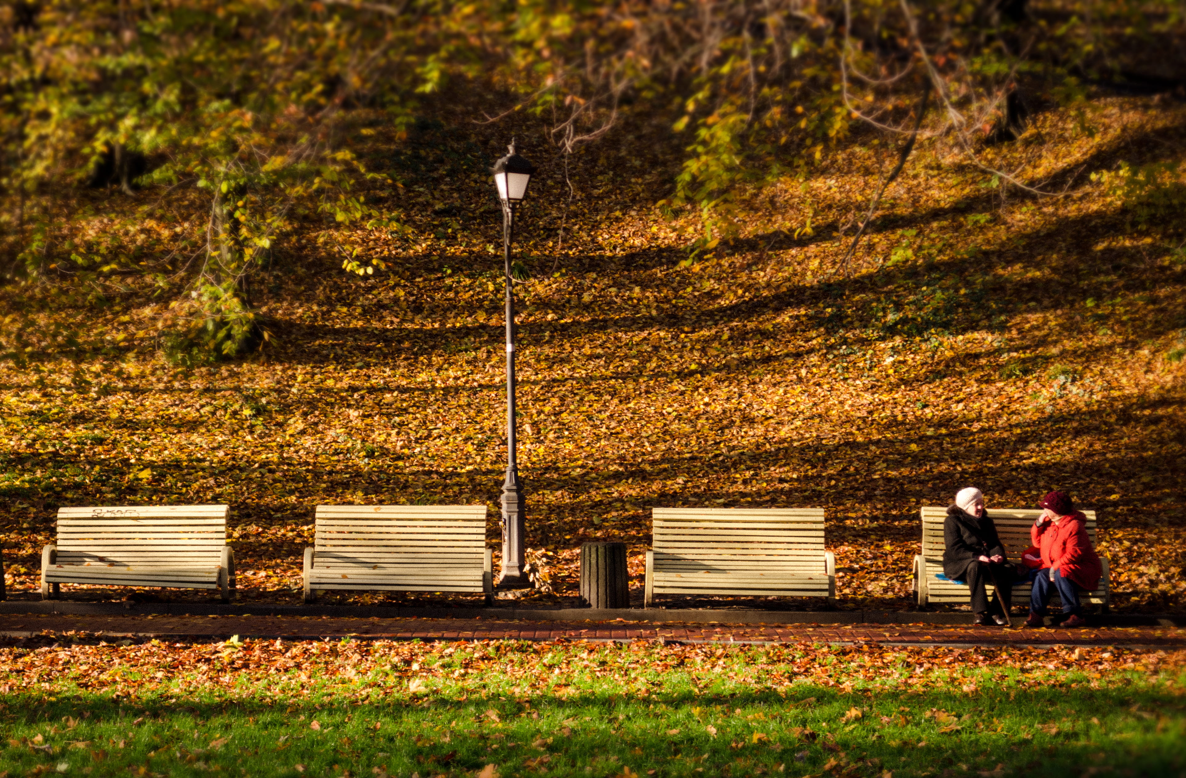 benches, day, lifestyles, full length, sitting, love, nature, couple - relationship, leaves, grass, two, 4K, people, real people, women, men, light, sunny, HD Wallpaper