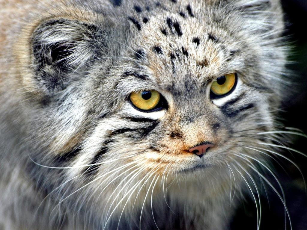 sorcerer, 480P, wild, wild cat, cat, hd, animals, gray, gratitude, gorgeous, black, exotic, HD Wallpaper