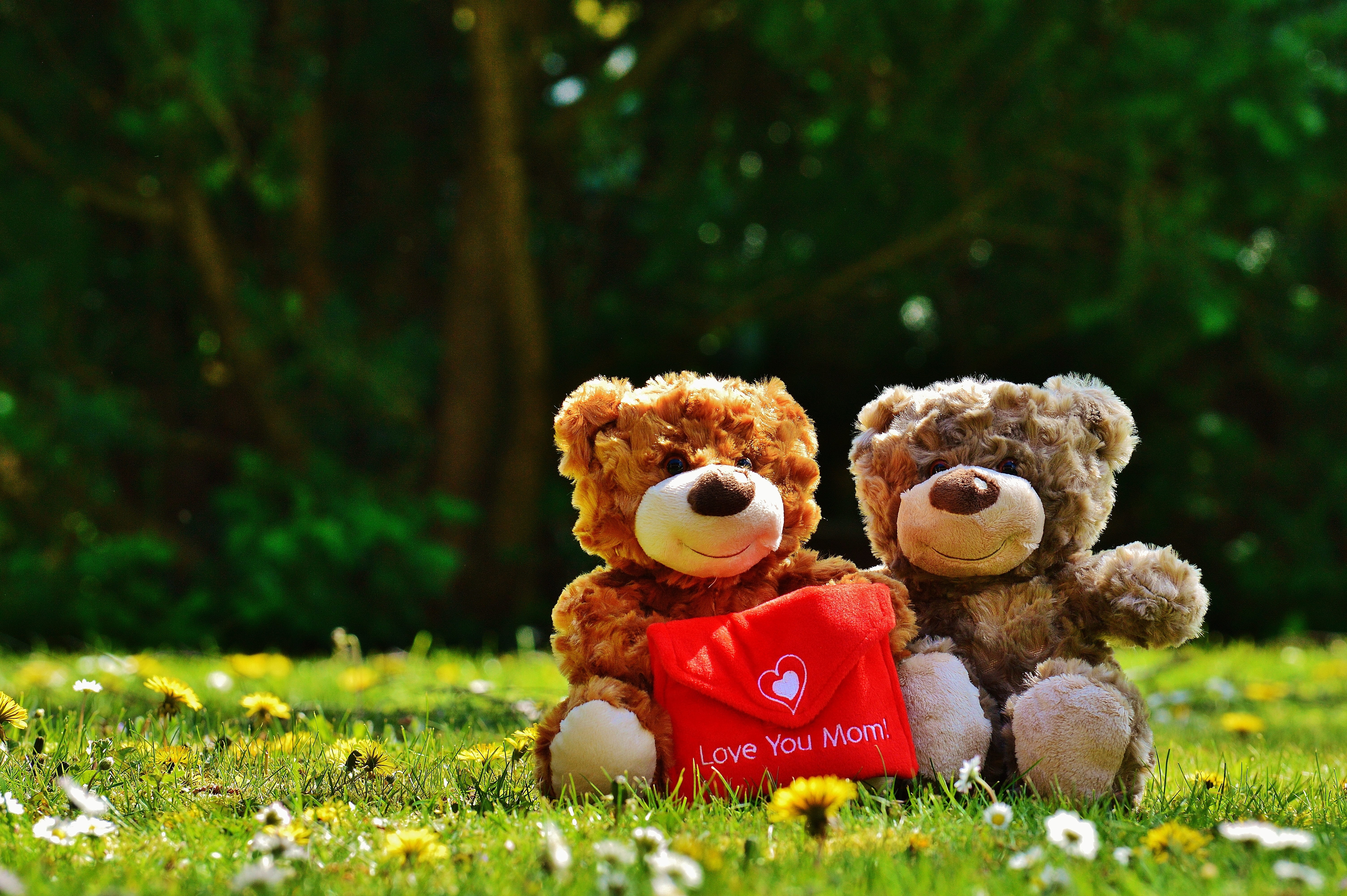 connectedness, thank you, representation, mammal, plant, green color, teddy, bears, animal representation, 5K, stuffed toy, nature, photography, background, HD Wallpaper