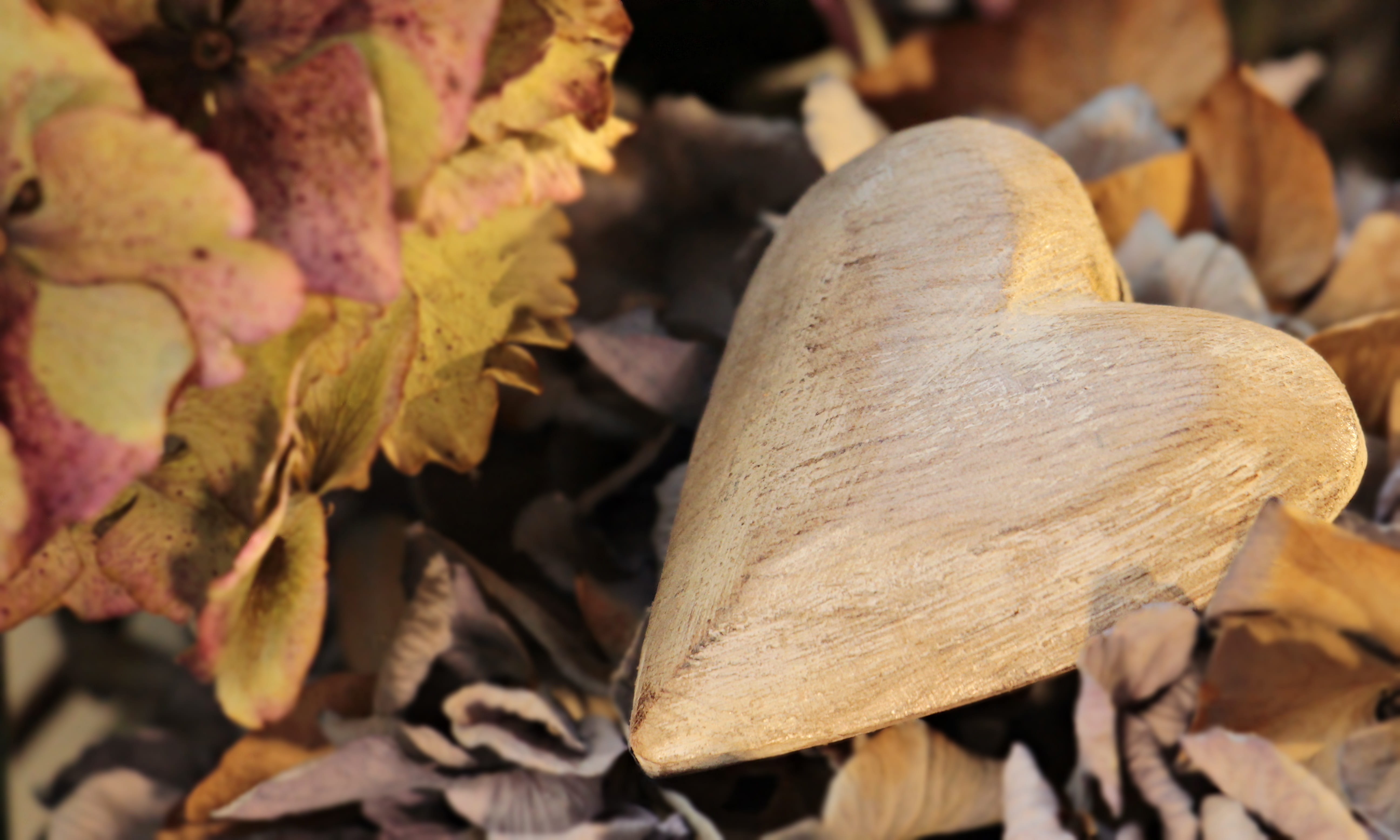 leaf, template, leaves, gratitude, luck, change, toadstool, postcard, food, field, emotion, tree, outdoors, greeting, valentines day, romance, fungus, hydrangea, HD Wallpaper