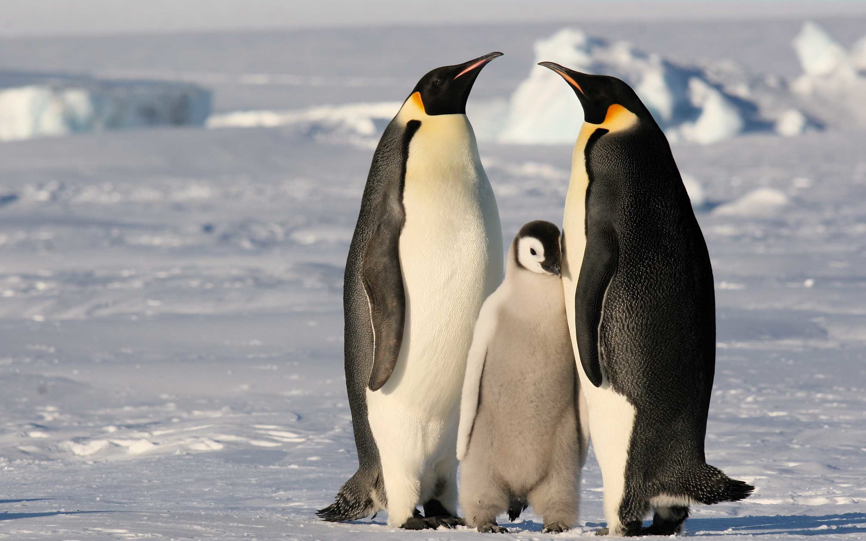 4k pics, animals, bird, 2880x1800, Penguin, 2K, HD Wallpaper