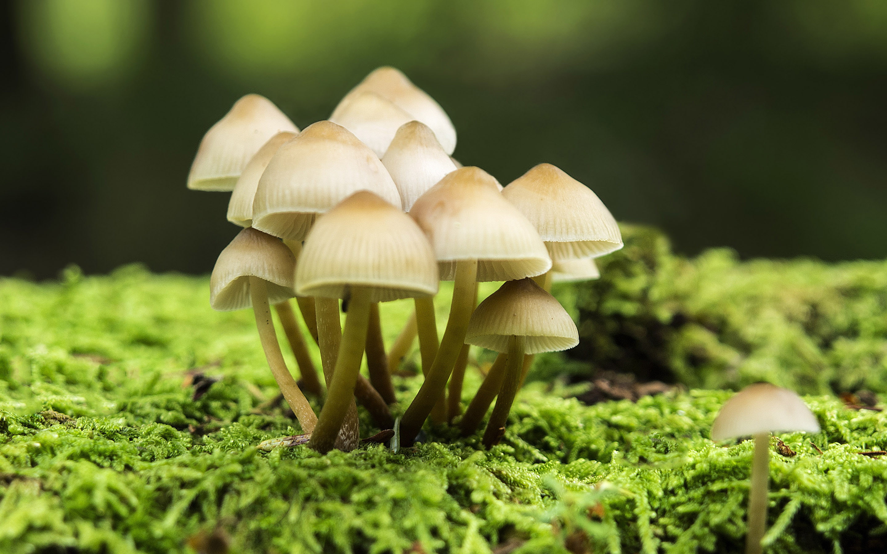 2880x1800, 4k pics, nature, Mushroom, 2K, HD Wallpaper