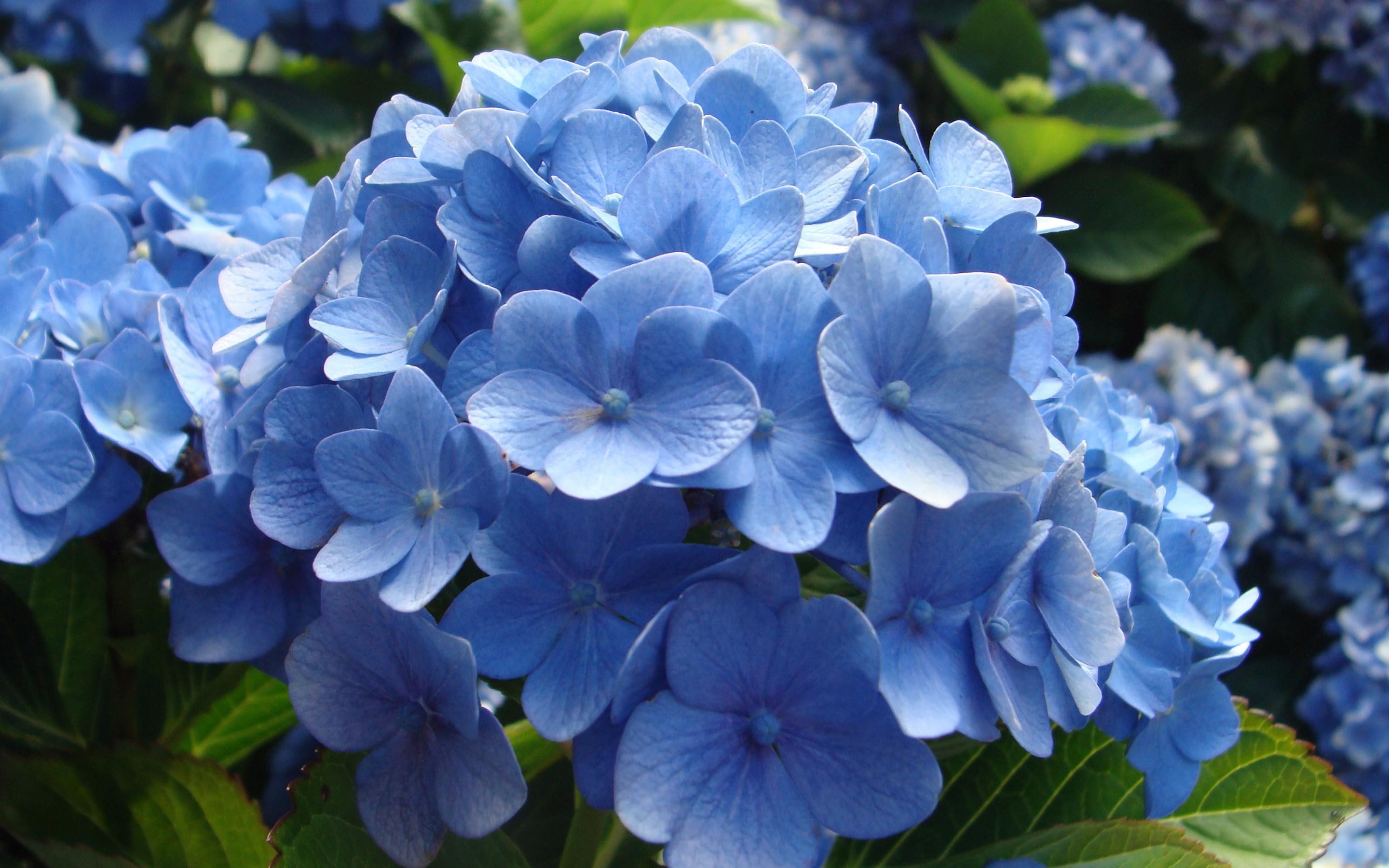 2880x1800, 2K, hydrangeas, flower, hydrangea, flowers, blue, HD Wallpaper