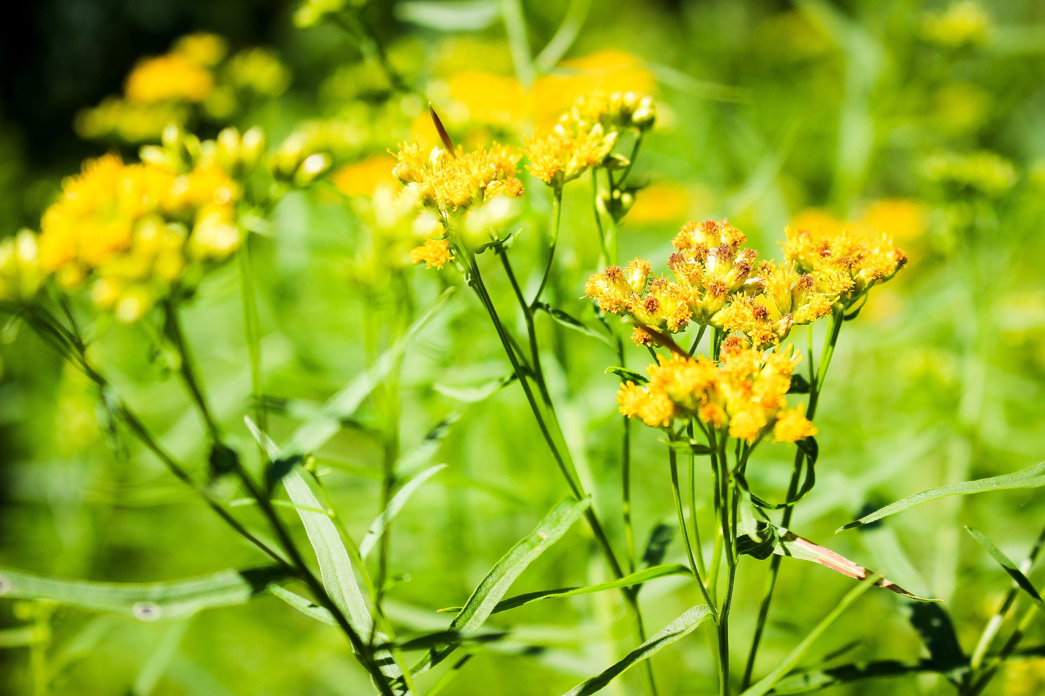 plant, springtime, pollination, 2K, yellow, harriet irving botanical gardens, outdoors, beauty in nature, freshness, no people, focus on foreground, selective focus, HD Wallpaper