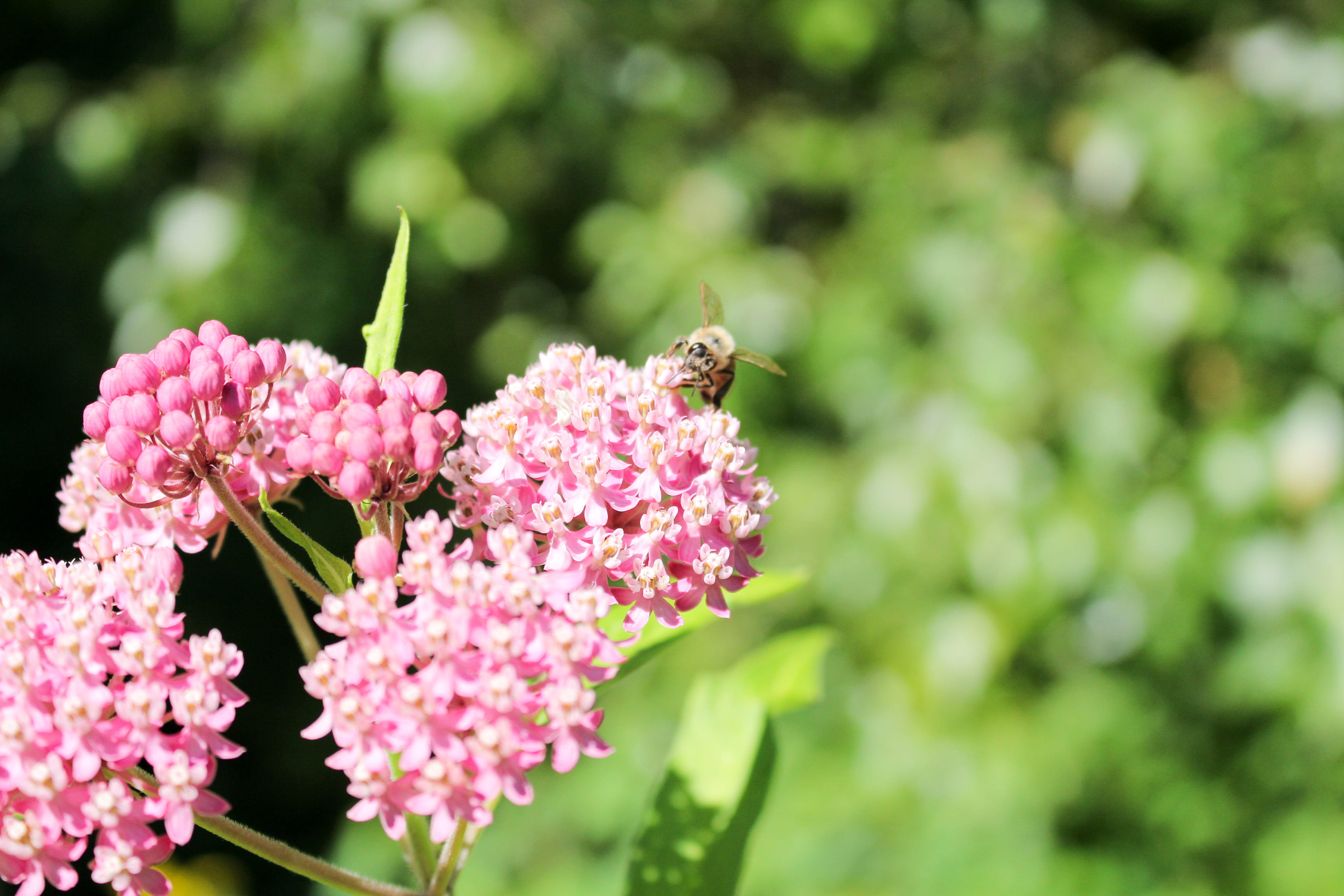close-up, petal, flower head, harriet irving botanical gardens, flower, outdoors, pink color, lilac, growth, animal themes, insect, animal, pollination, HD Wallpaper