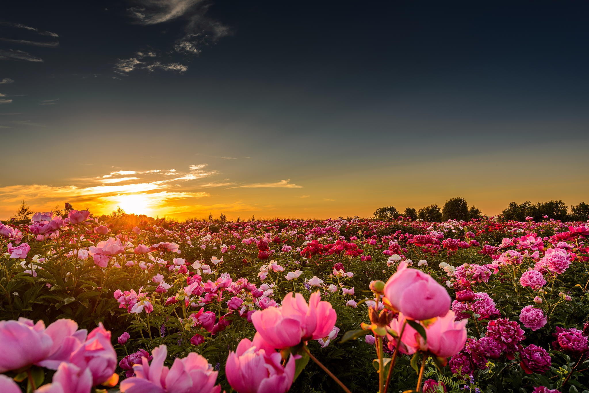 horizon, flowers, wonderful, s, 1080P, Sunset, Best s, Nature, peonies, sun, field, HD Wallpaper