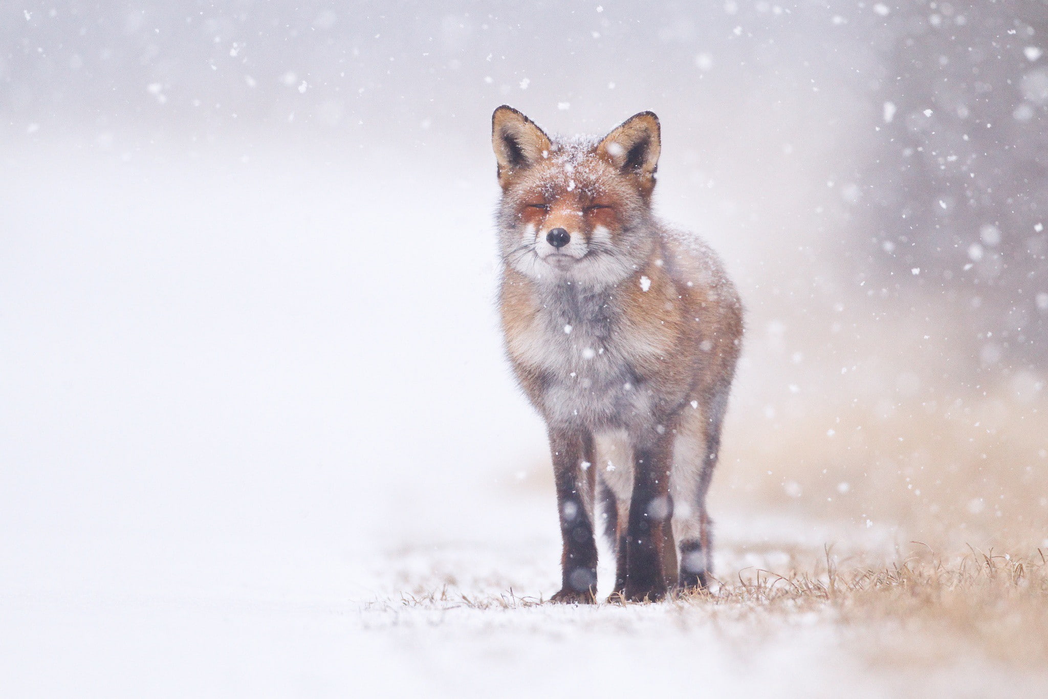 squinting, snow, download, fox, 1080P, s, Best s, HD Wallpaper