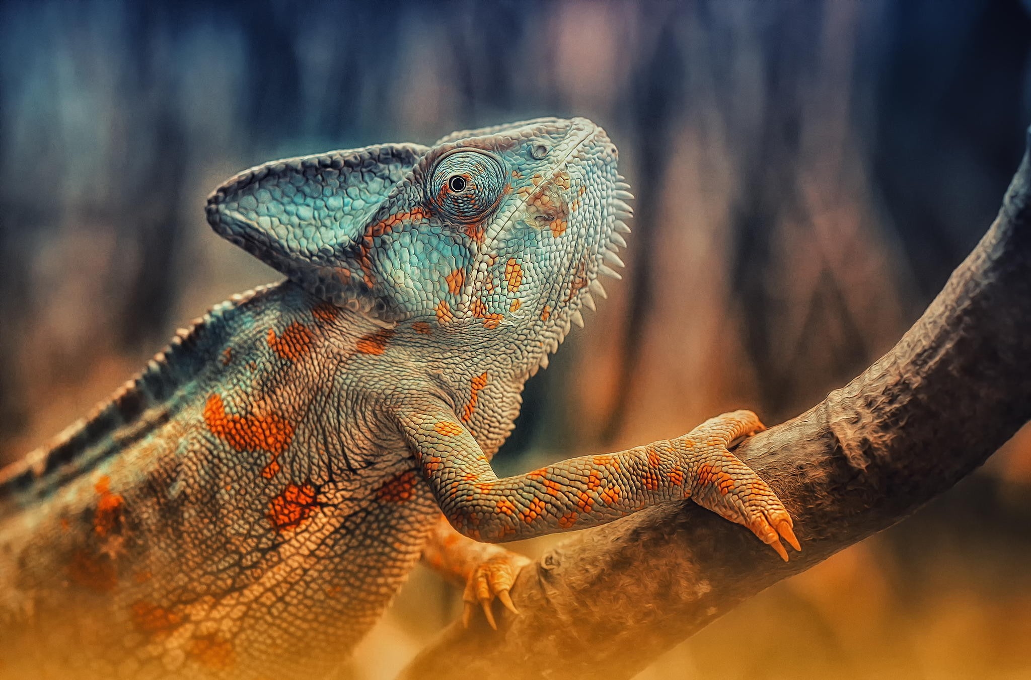 color, lizard, 1080P, reptile, Best s, branch, s, chameleon, HD Wallpaper