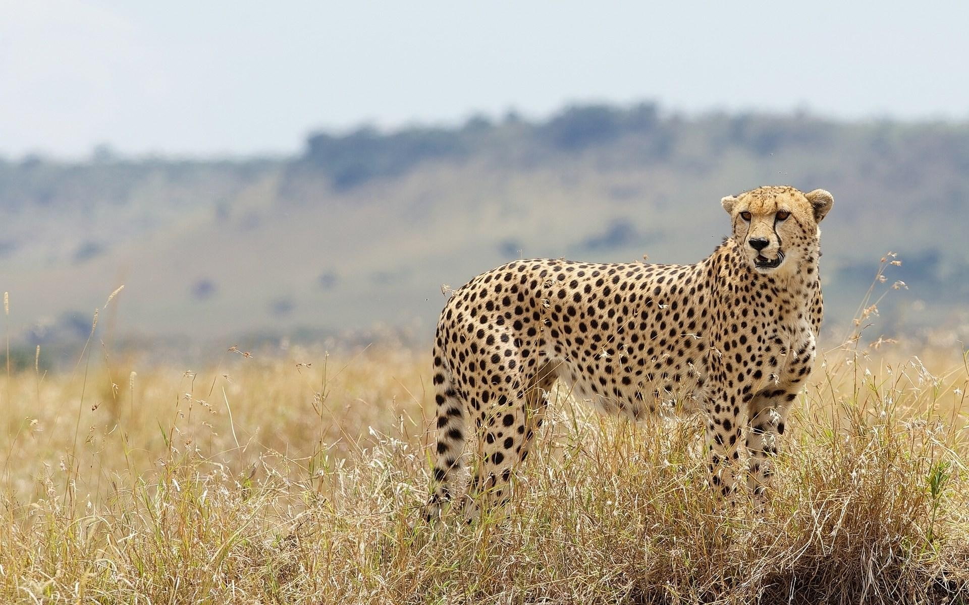 wild, brown, cat, nature, cheetah, 1080P, HD Wallpaper
