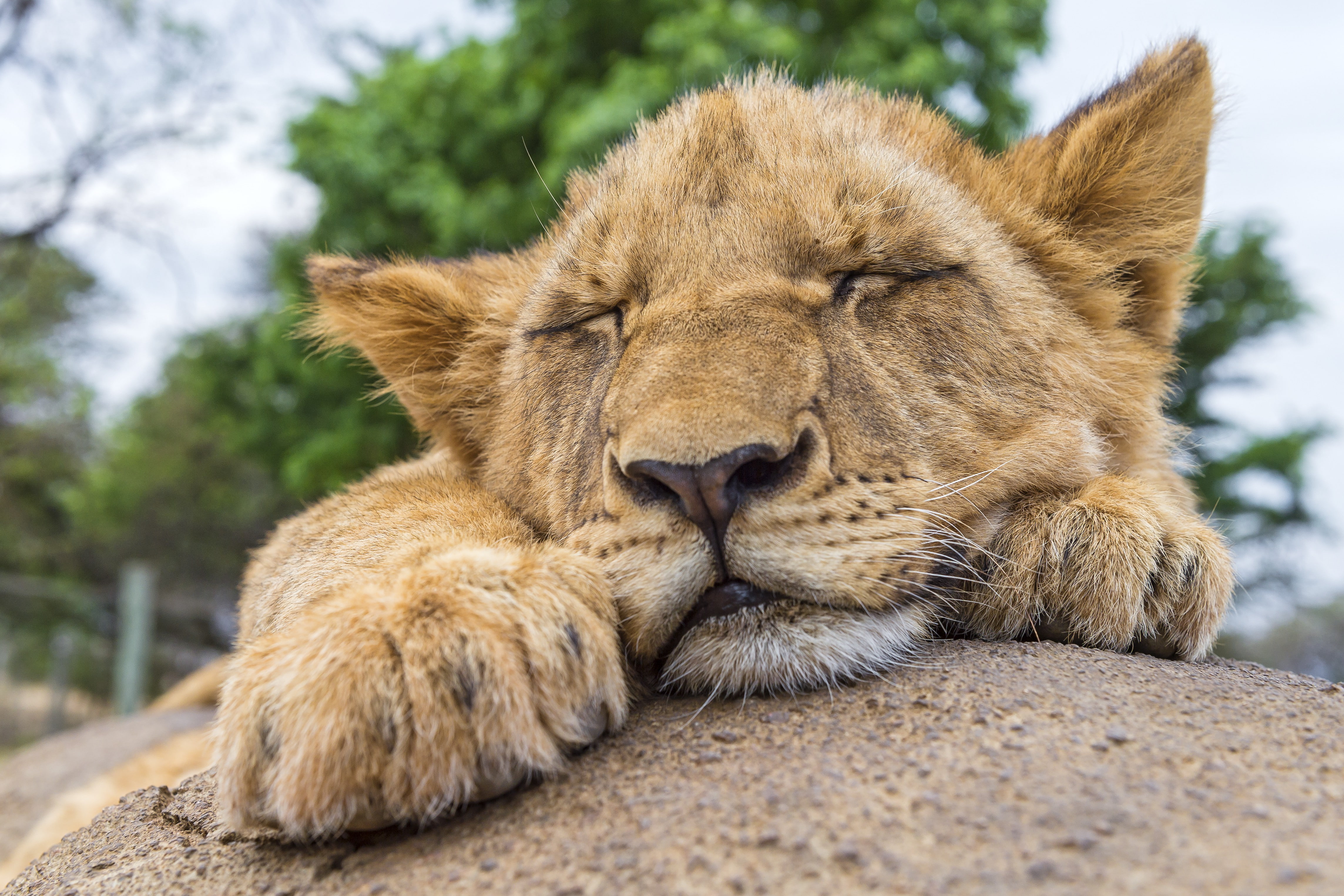 rest, rock, Lion, sleep, © Tambako The Jaguar, brown, cat, 4K, tambako, tiger, cub, jaguar, HD Wallpaper