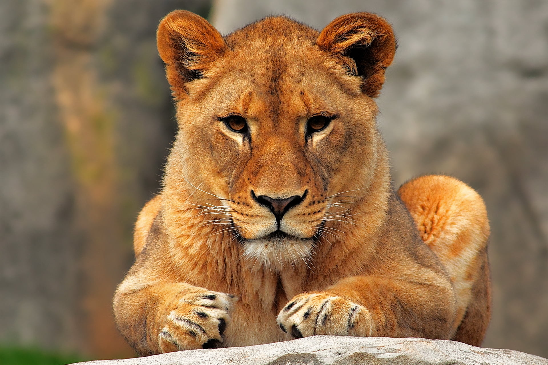 carnivore, focus on foreground, animals And Pets, one animal, wilderness Area, animals Hunting, lion Cub, cat, large, big Cat, looking at camera, predator, HD Wallpaper