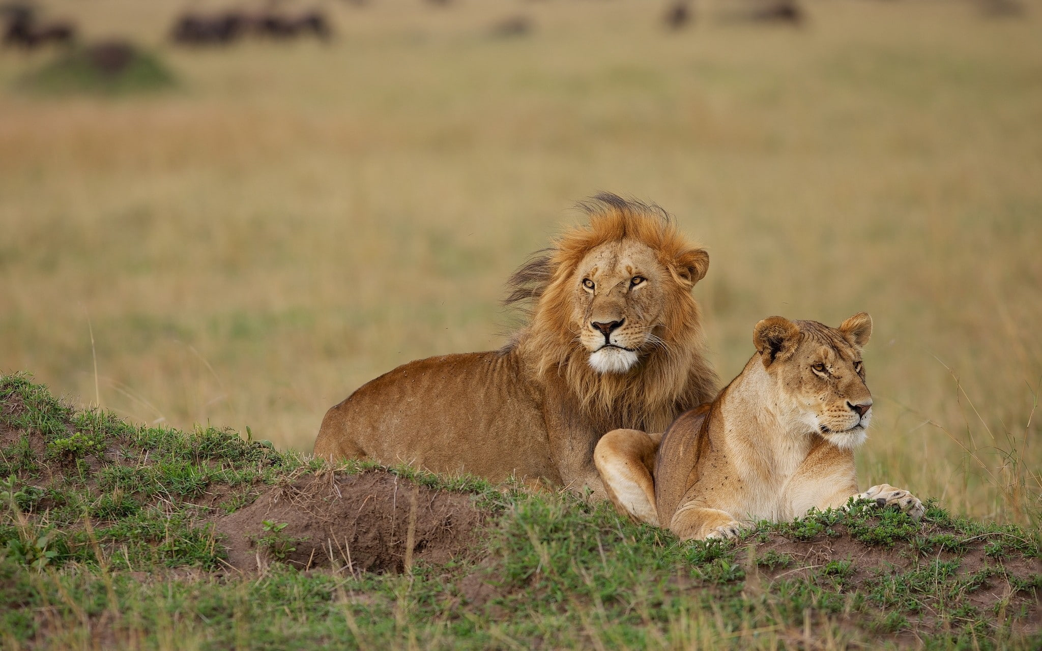 1080P, brown, couple, lion, lioness, HD Wallpaper