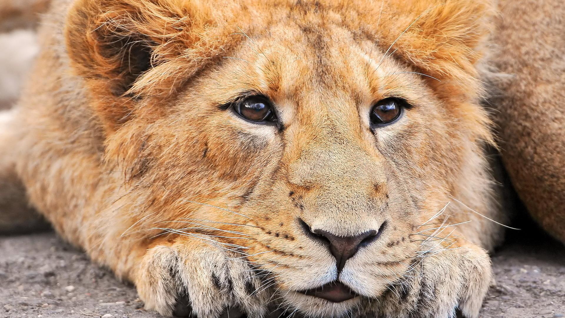 brown, calm, 1920x1080, lion, animals, lioness, 1080P, HD Wallpaper