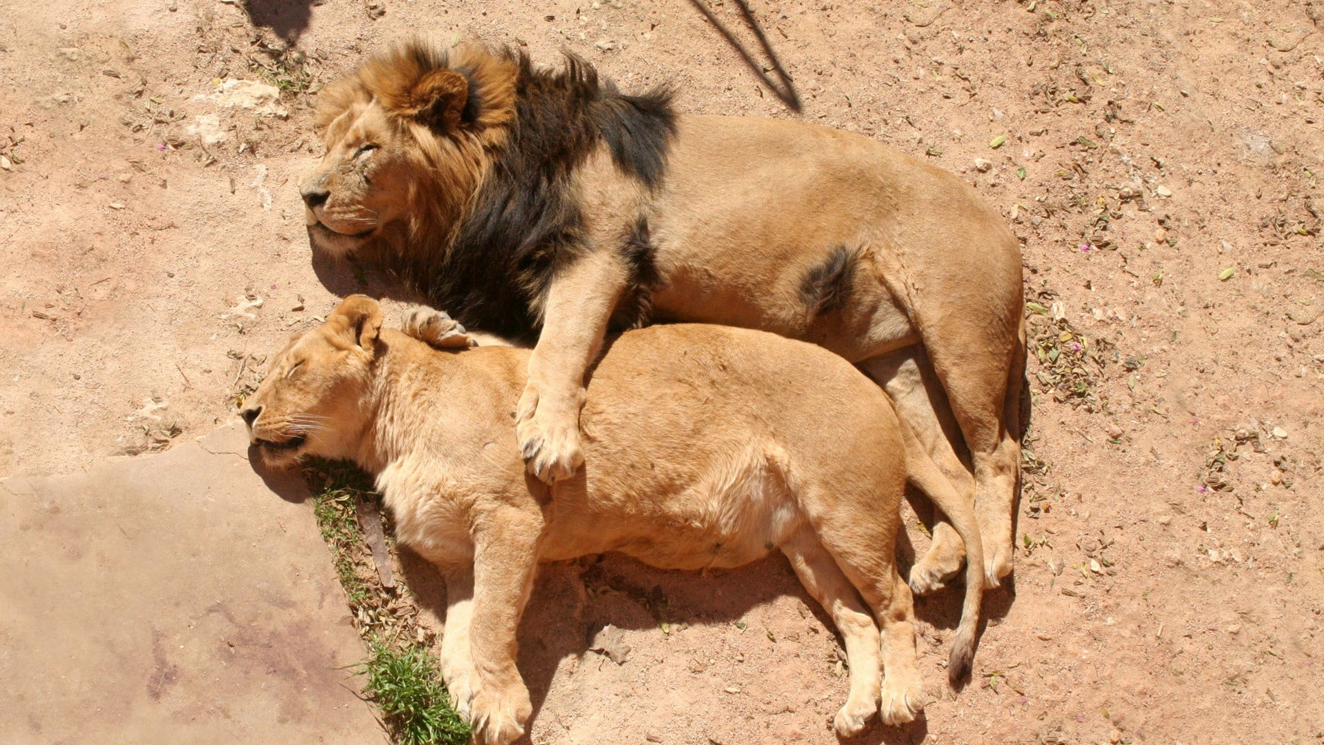 animals And Pets, field, lying, safari, brown, east Africa, lions, vertebrate, land, animal wildlife, animal, couple, day, animal family, sunlight, domestic animals, HD Wallpaper