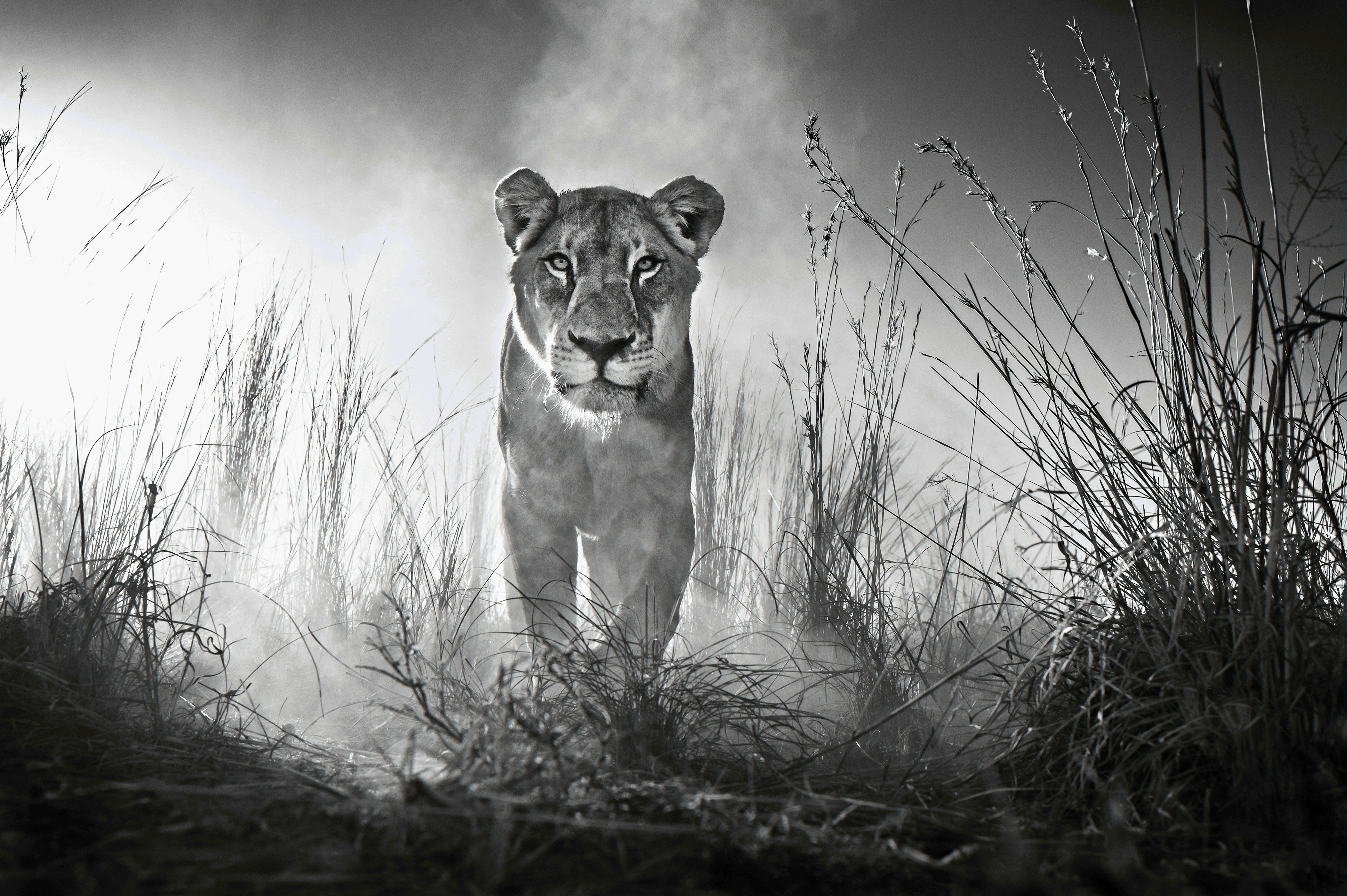 4K, Female lion, Lioness, 4K, HD Wallpaper