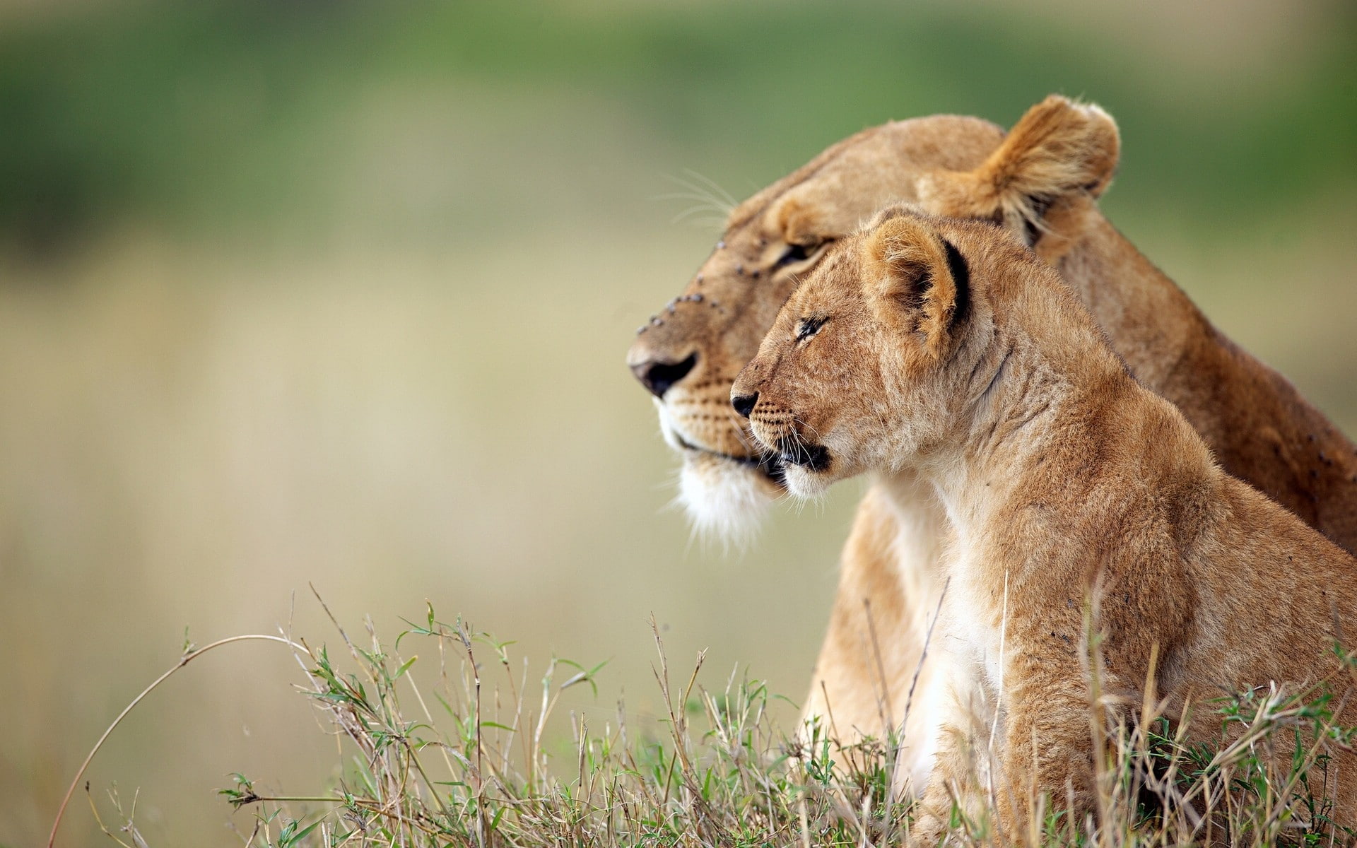 a lion, lioness, best, lions, download, 1080P, HD Wallpaper