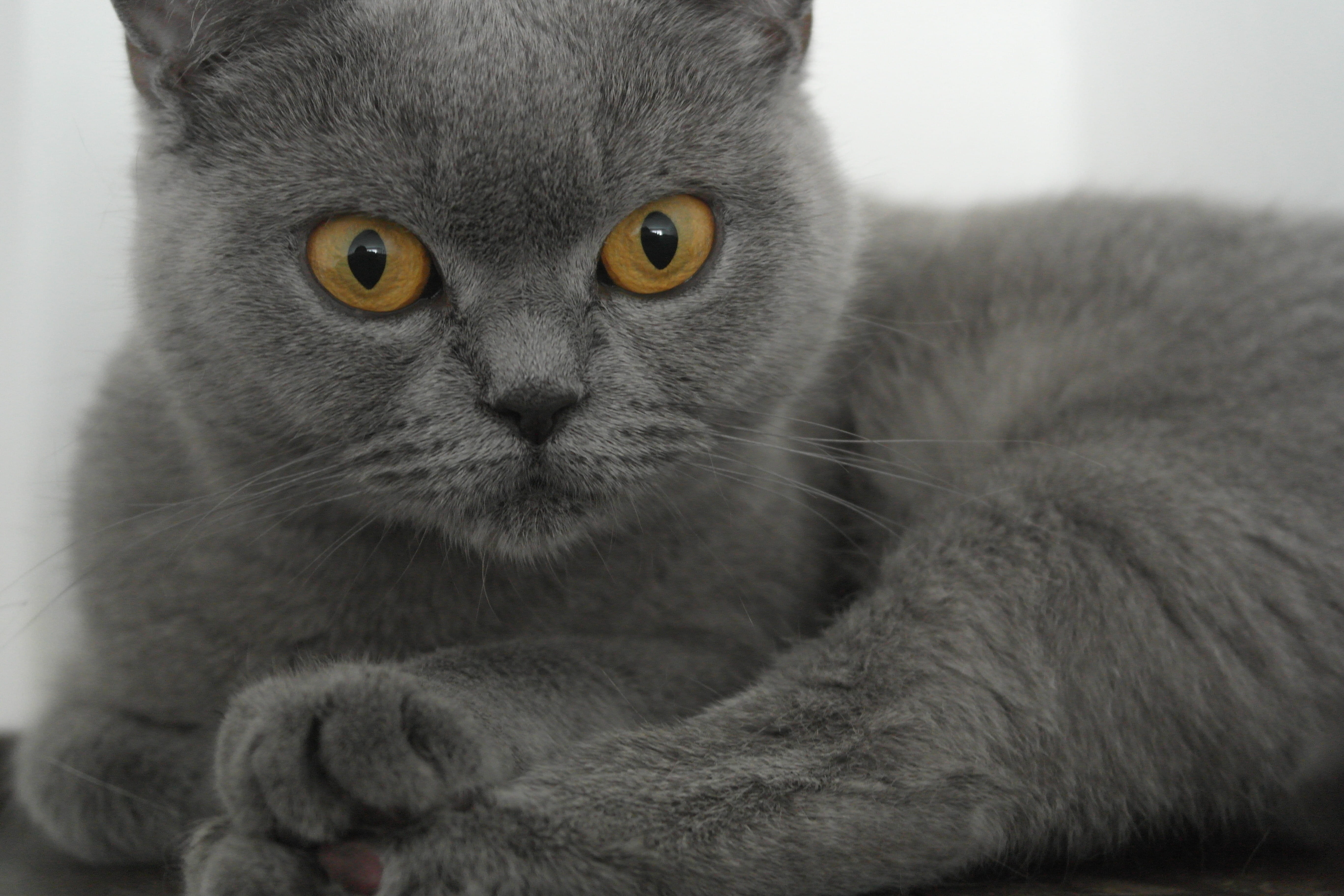 Cherished, wall, face, portrait, animal body part, domestic, domestic cat, feline, British Shorthair, near, animal themes, animal eye, Home, cat, looking at camera, HD Wallpaper