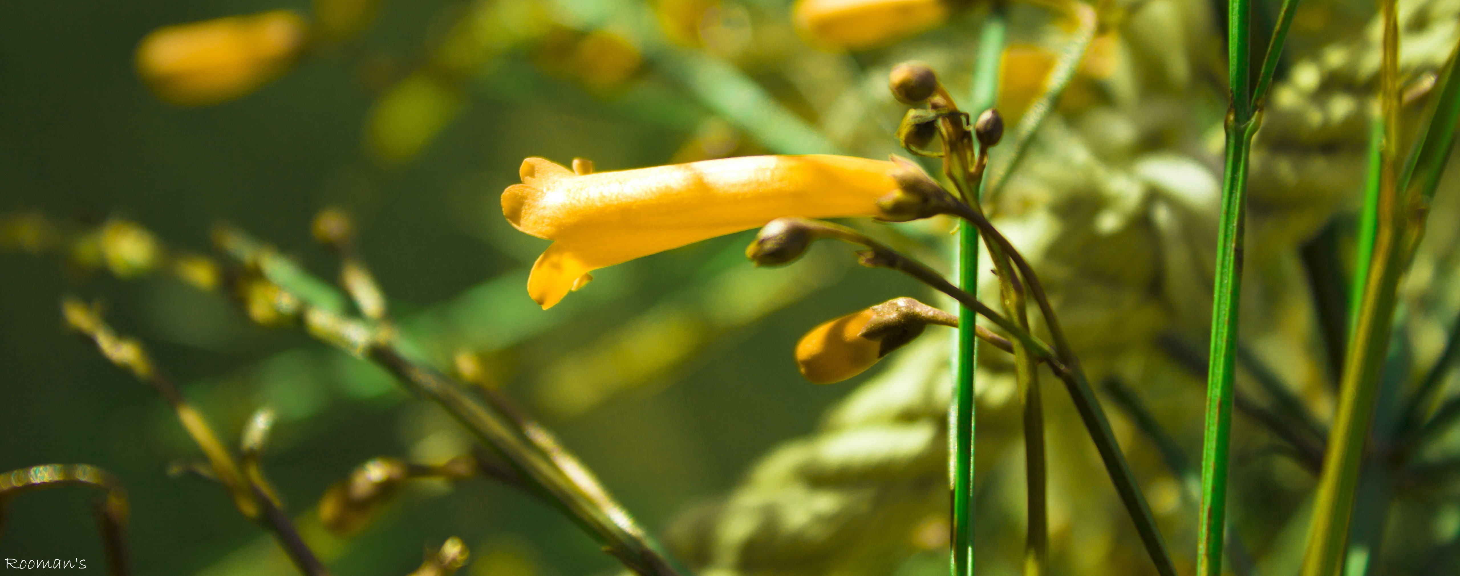 Flowers, no people, yellow, cherishing, food, agriculture, vulnerability, beautiful, selective focus, flower head, Nature, fragility, plant, environment, HD Wallpaper