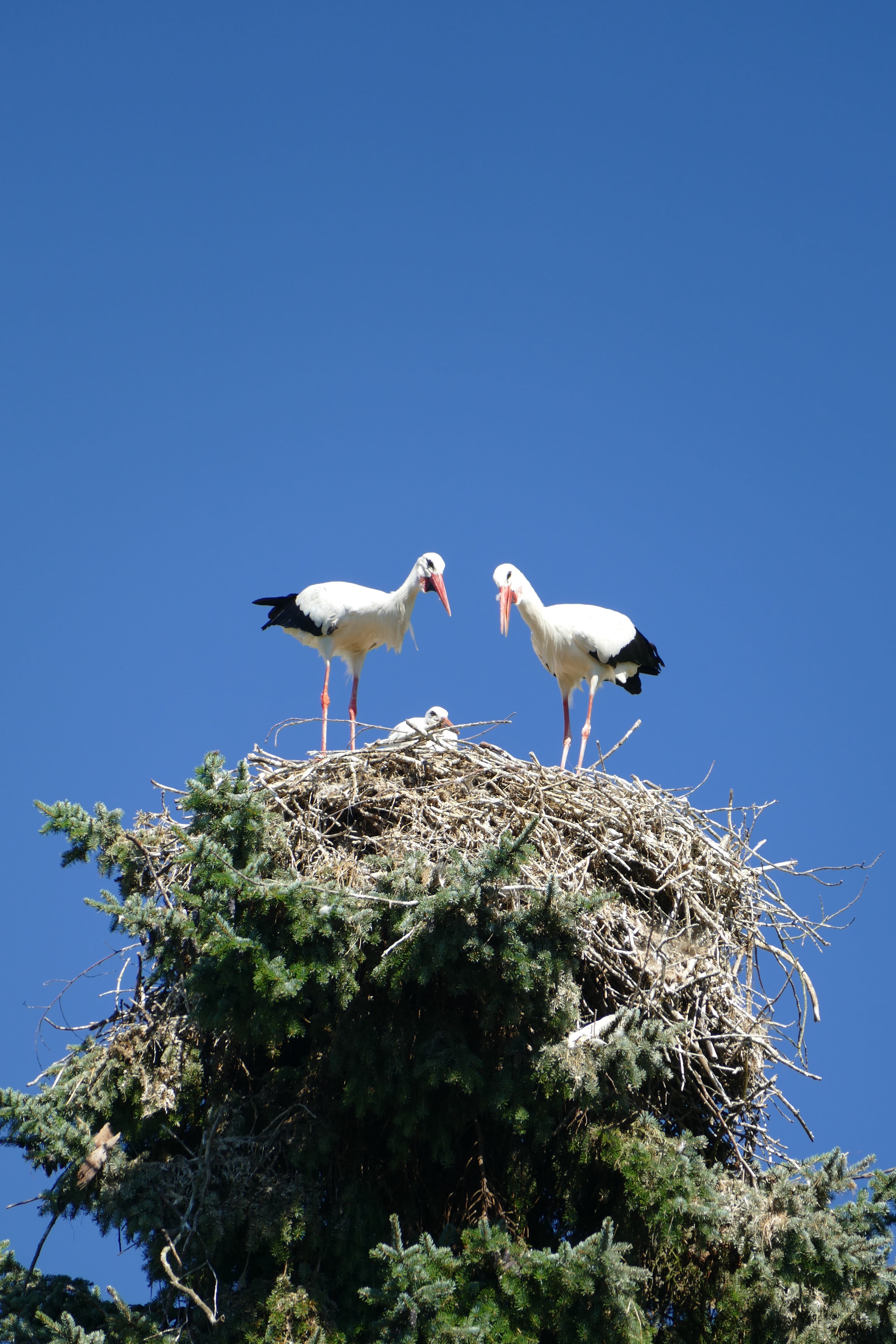 animal themes, day, young, 5K, blue, wildlife, copy space, animal, nest, bird, stork, outdoors, animal Nest, walsrode, low, white, beauty in nature, animal wildlife, Phone HD Wallpaper