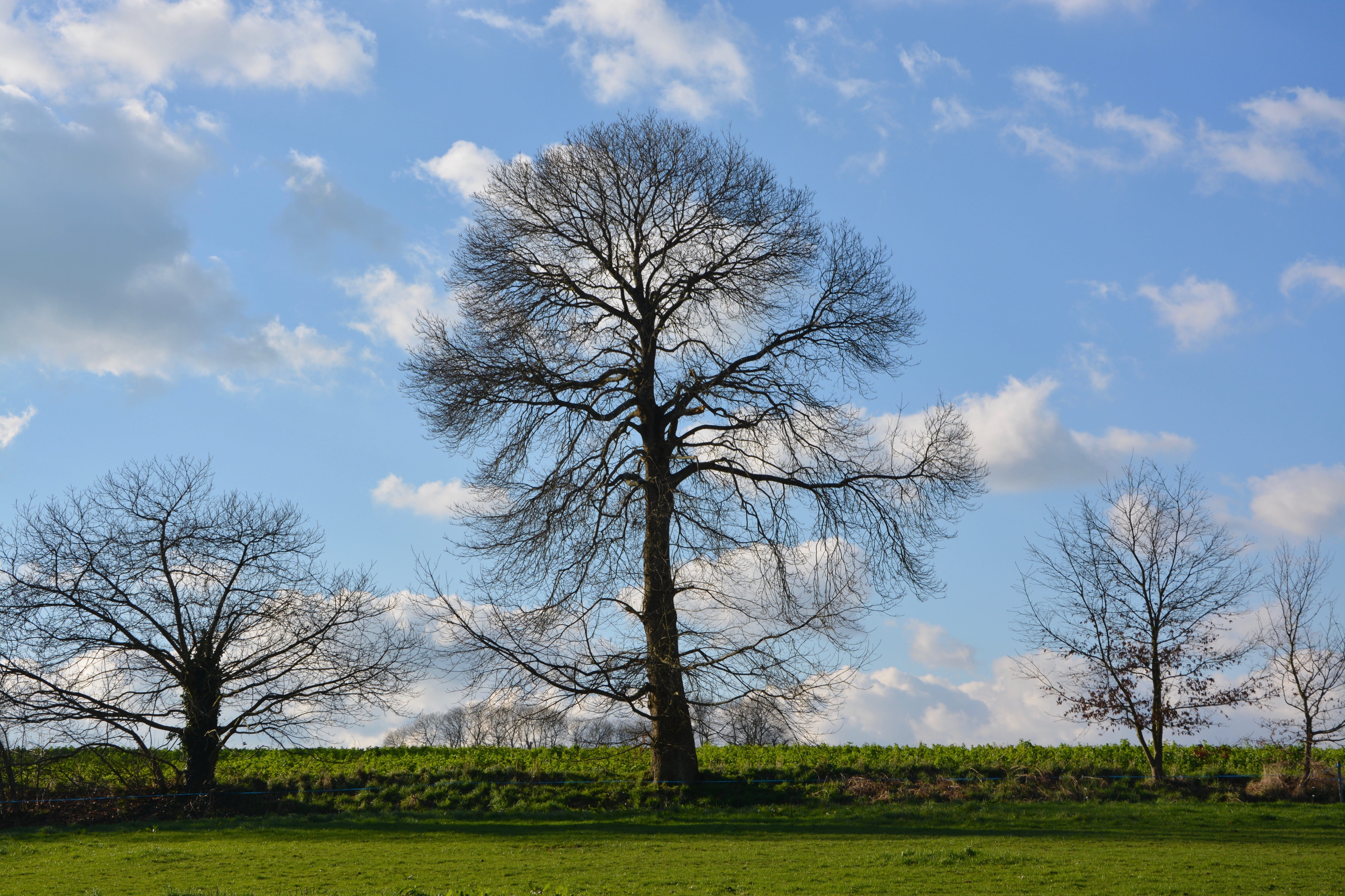 landscape, beauty in nature, sky, cloudy blue sky, scenics - nature, outdoors, non-urban scene, grass, panoramic views, environment, no people, tree, field, HD Wallpaper