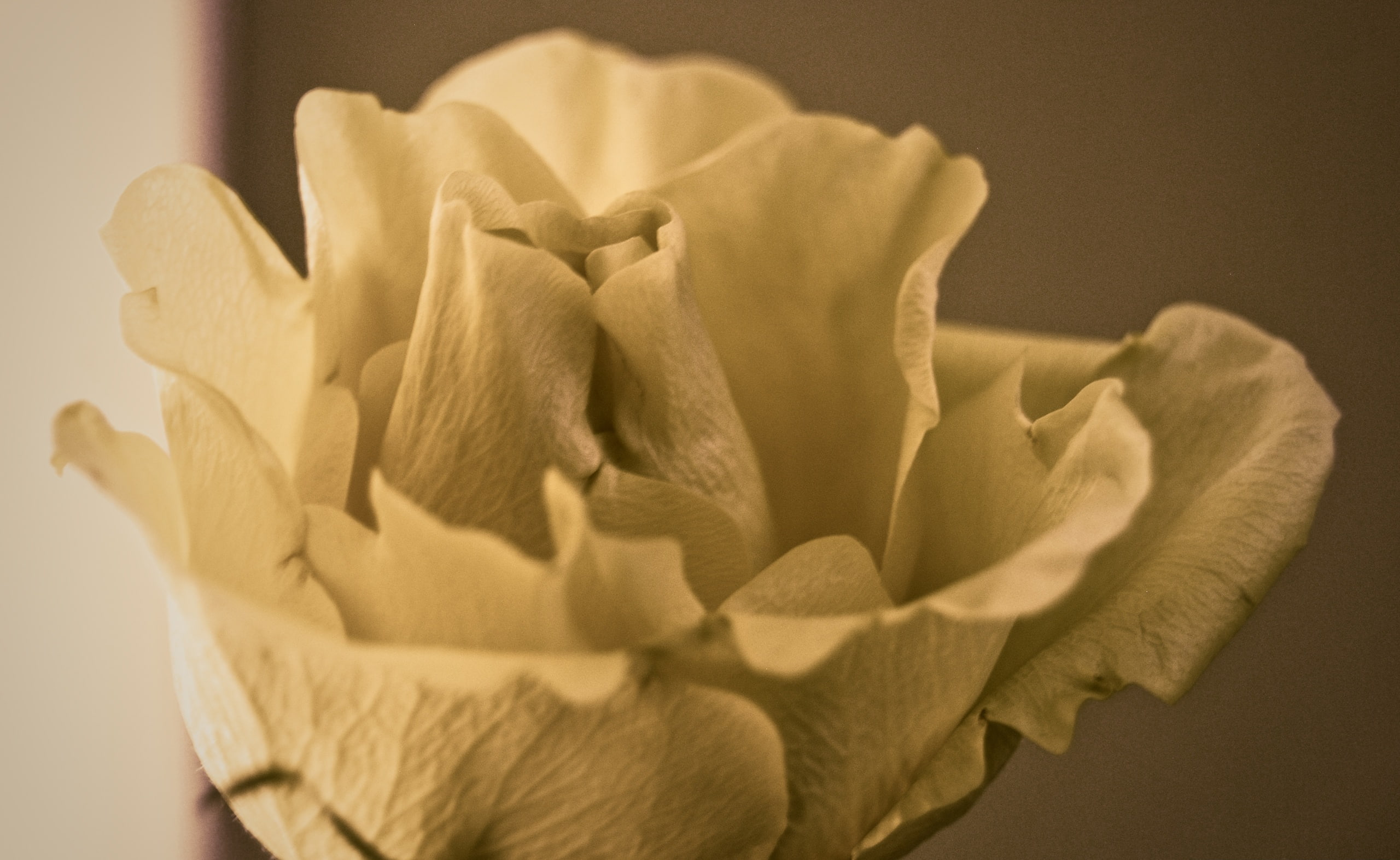 flower, flowering plant, nature, single object, funeral, beauty in nature, plant, Flowers, food, Rose, close-up, flower head, 2K, Yesterday, still life, HD Wallpaper