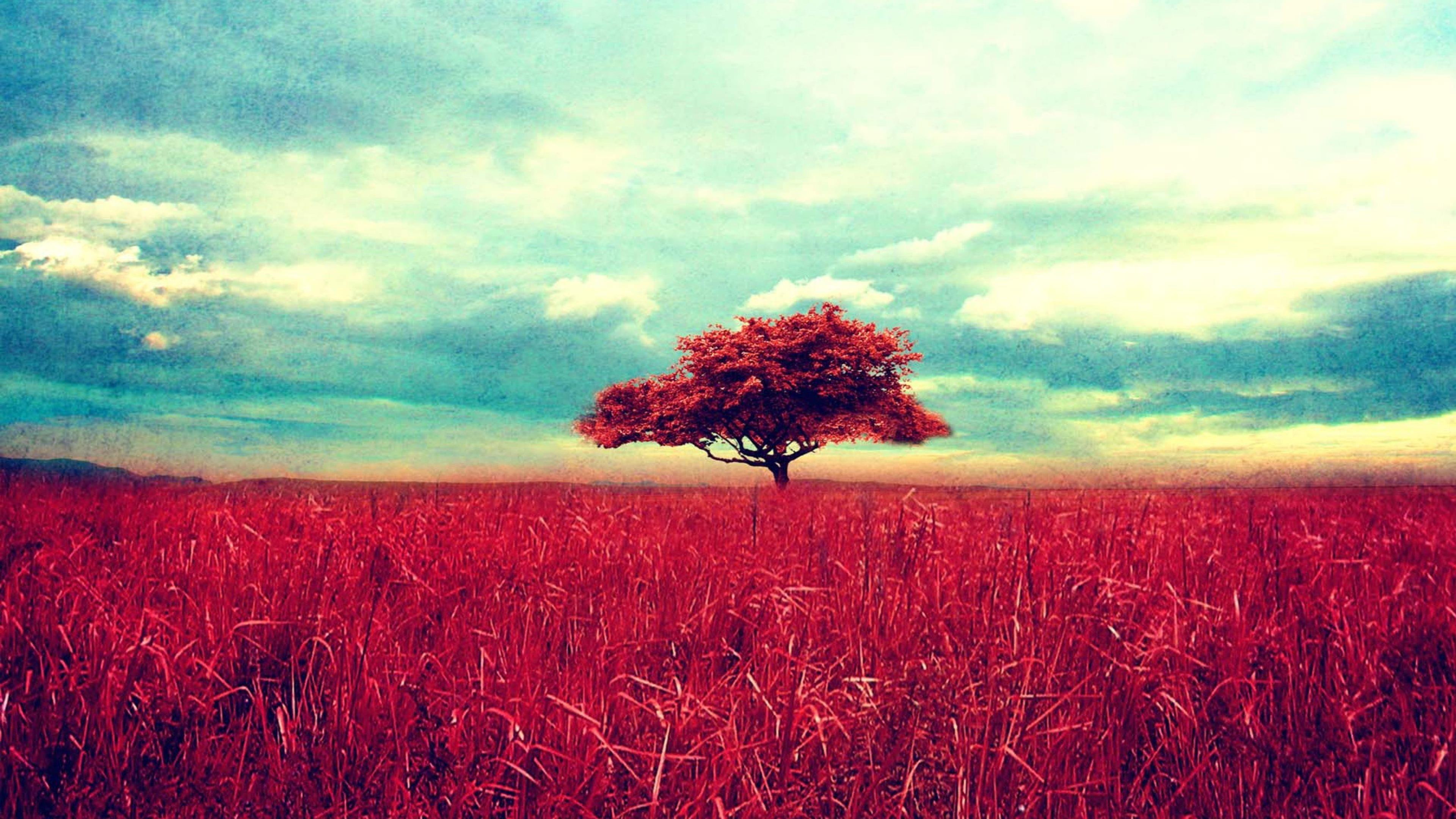 clearing, nature, tree, 4K, village, fond d Ã©cran, red, HD Wallpaper