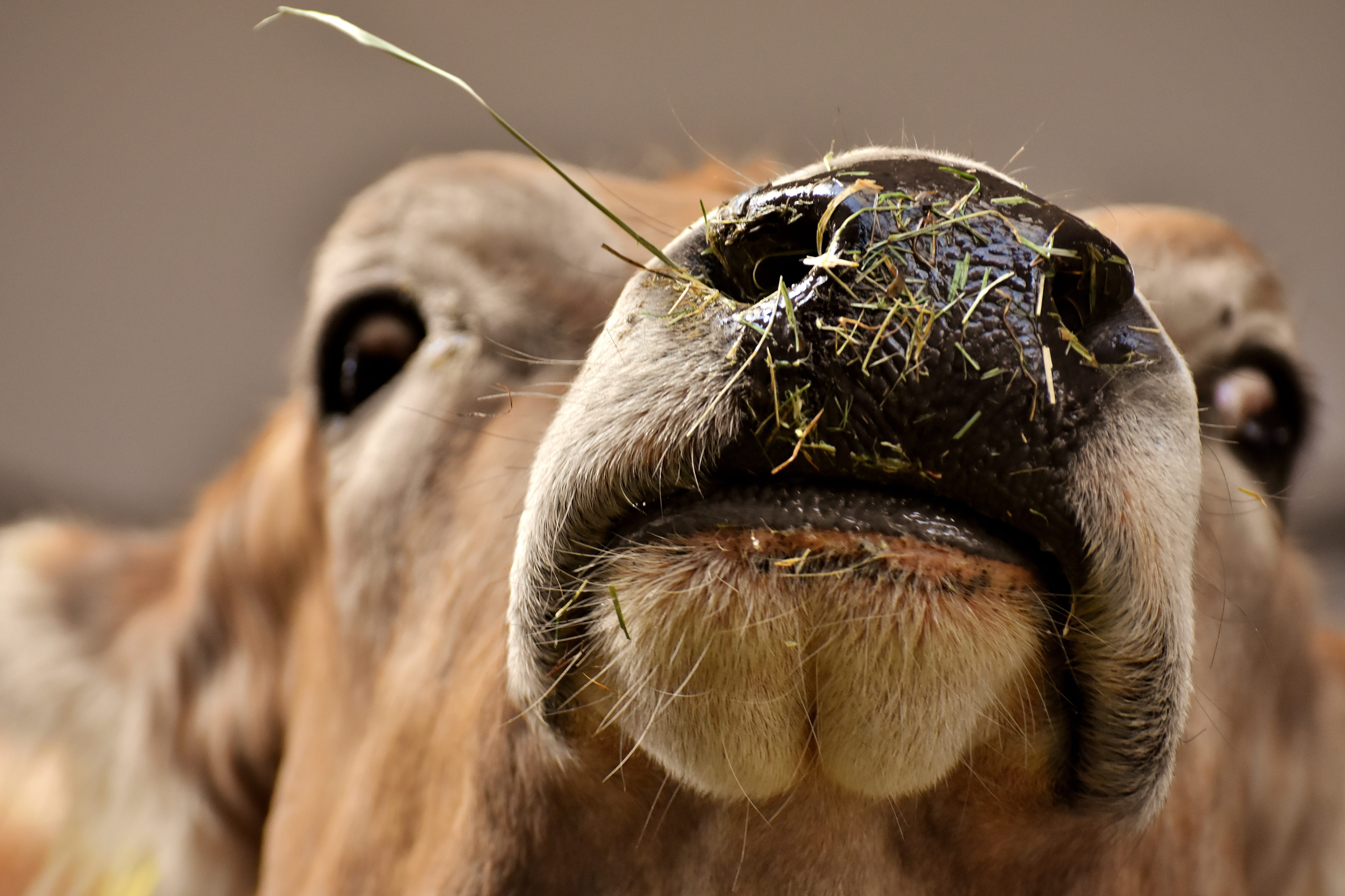 vertebrate, domestic, animal head, animal nose, mammal, beef, fond of animals, animal, animals, good aiderbichl, livestock, herbivorous, goat, portrait, HD Wallpaper