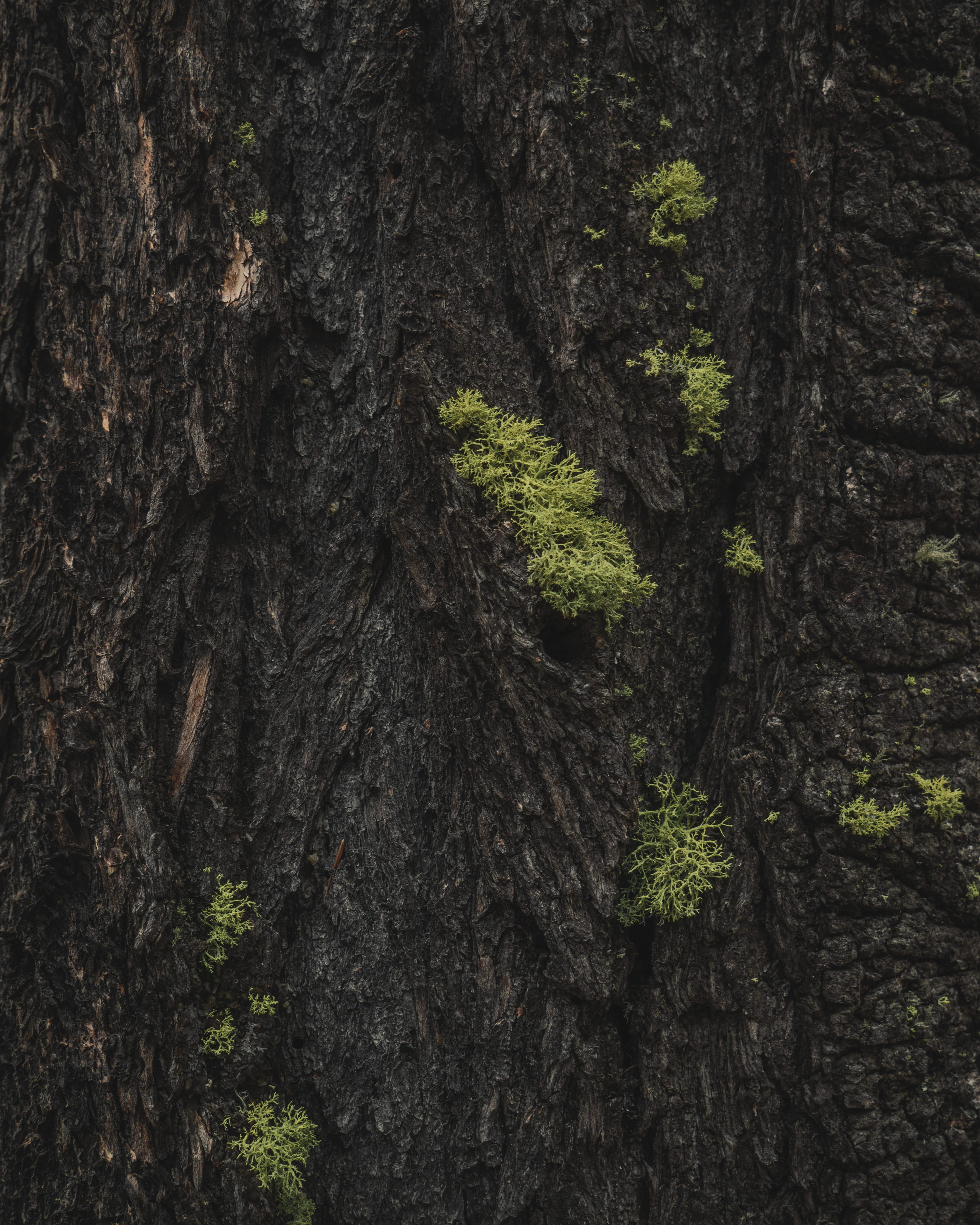 forest, écorce, woods, rough, background, close-up, nature, 4K, no people, wildlife, backgrounds, textured, into the woods, outdoors, tree, plant, fond, Phone HD Wallpaper