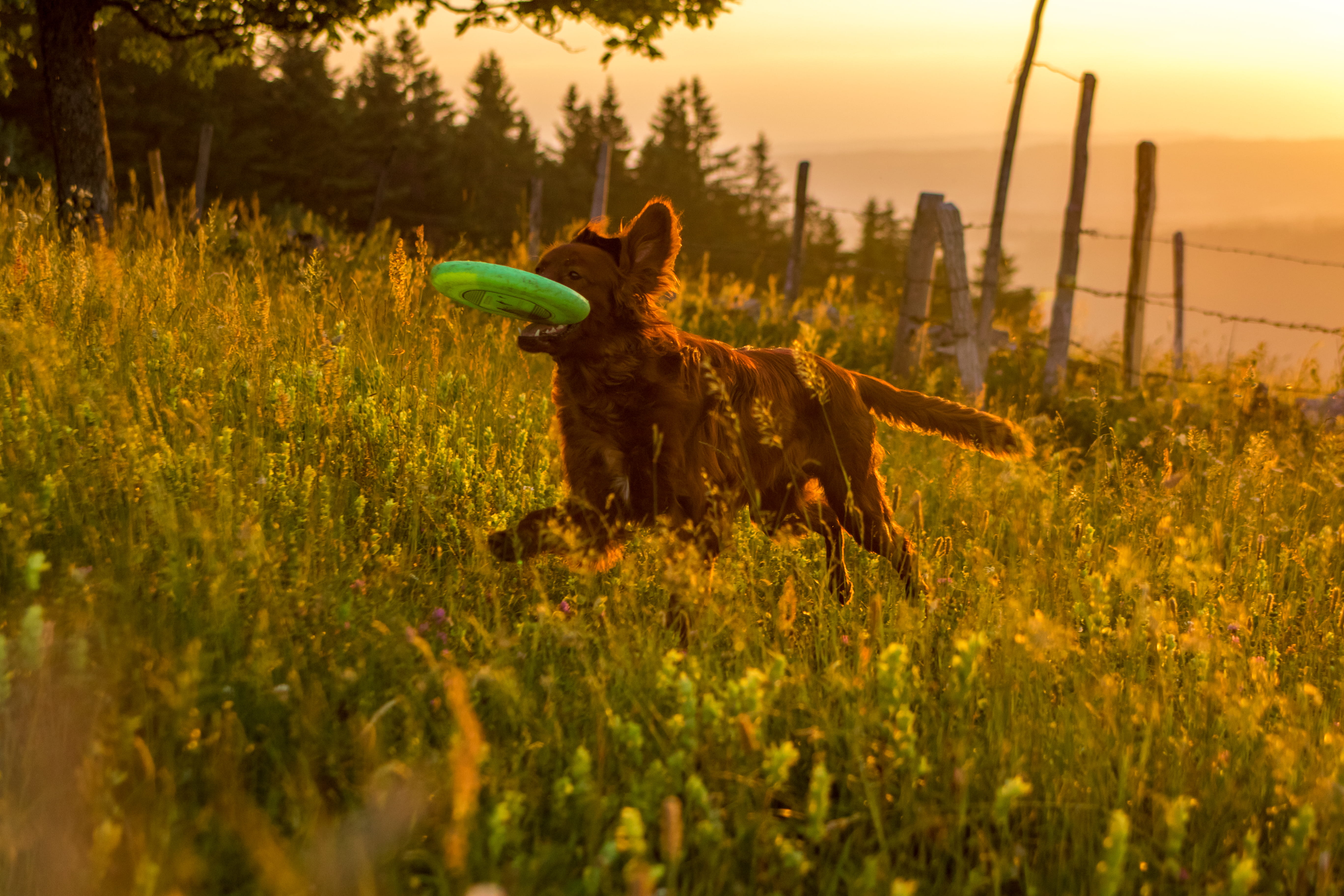 land, la chaux-de-fonds, animal, canine, animal themes, play, 5K, domestic animals, pets, outdoors, sun, field, sunset, irish setter, good time, mammal, HD Wallpaper