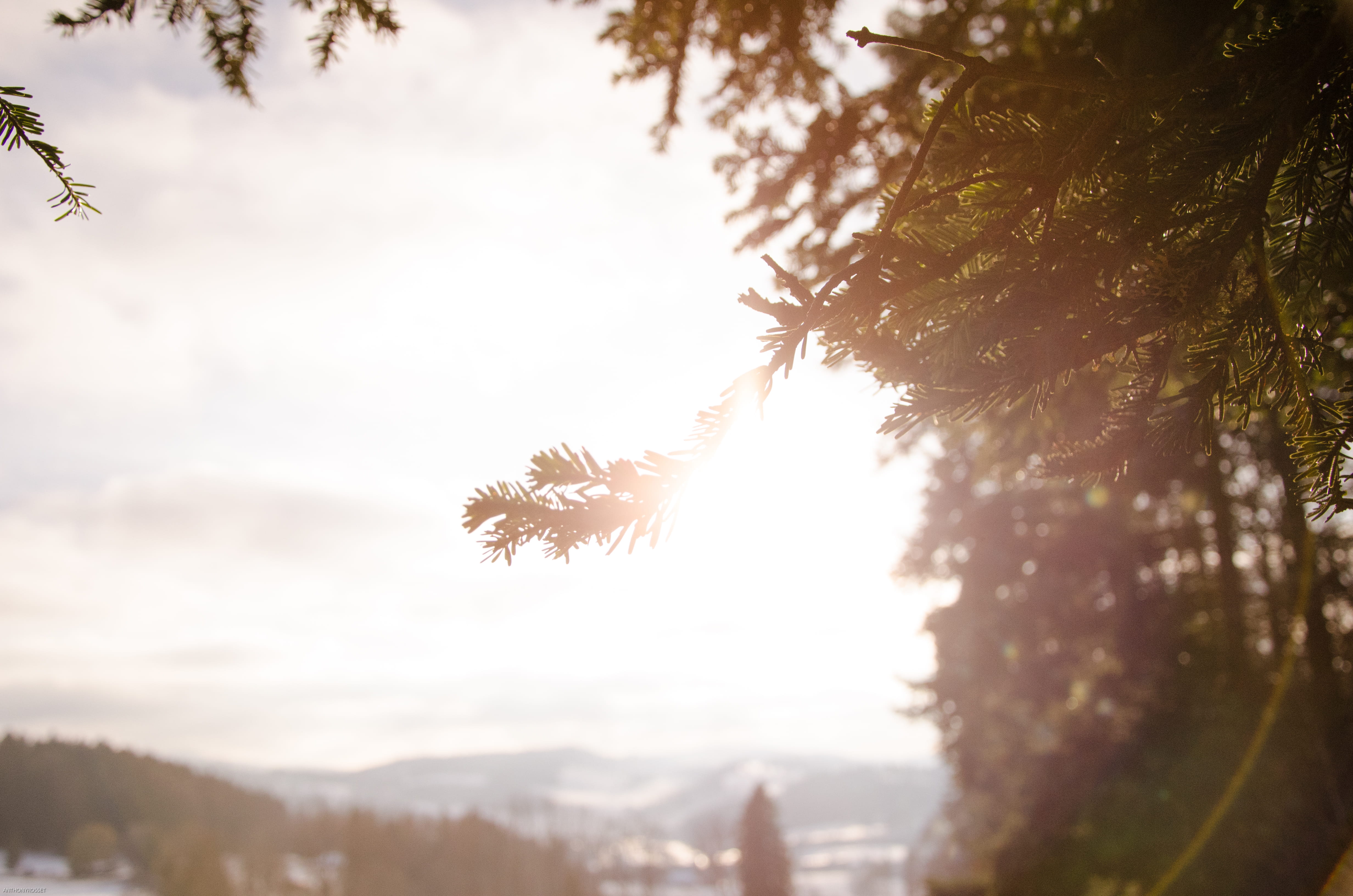 flares, growth, tree, close-up, no people, scenics - nature, selective focus, trees, 4K, sunlight, outdoors, vulnerability, focus on foreground, liveandtravelpictures, HD Wallpaper