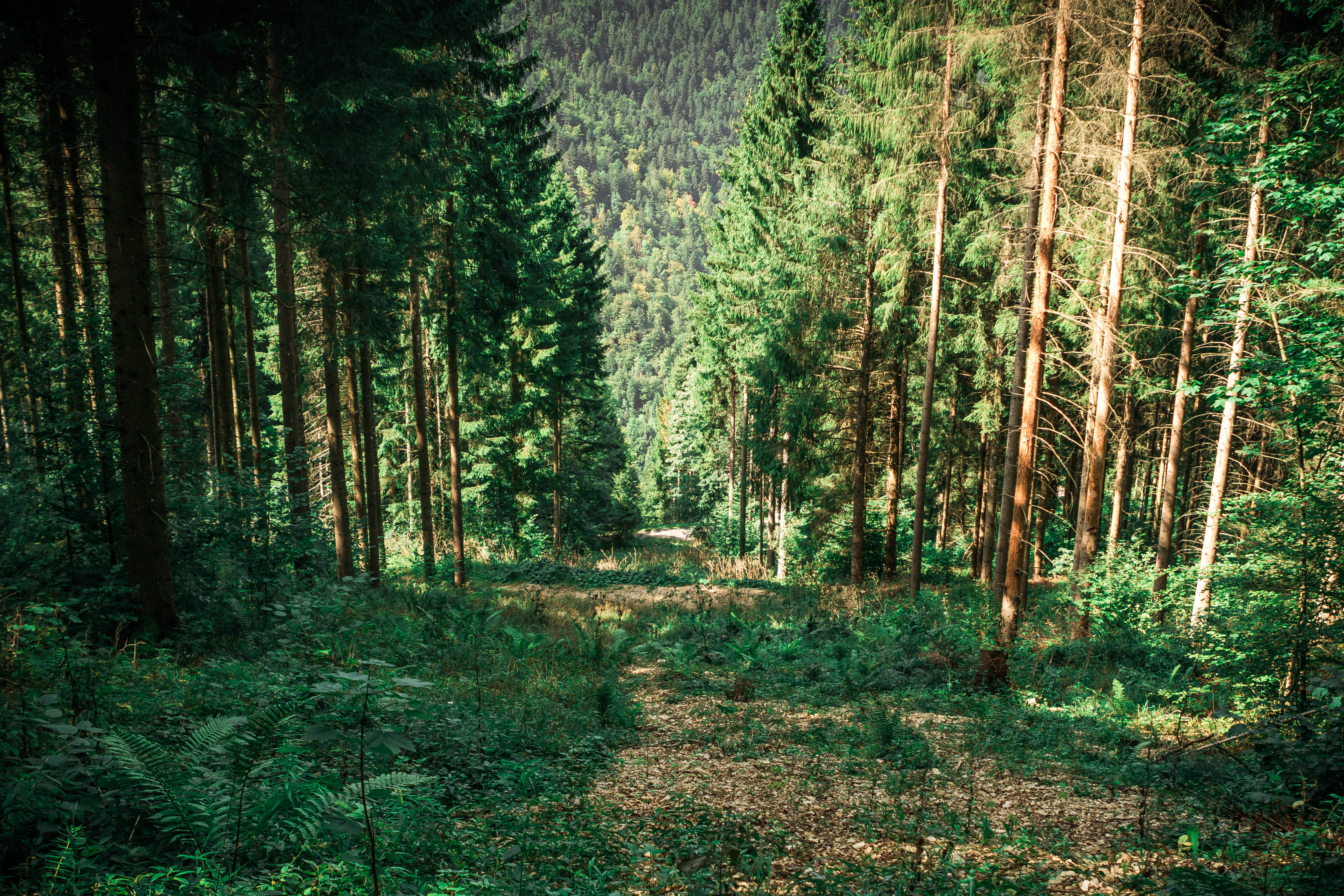 outdoors, day, tranquility, switzerland, sapins, tree, doubs, sunny day, trail, grass, growth, green color, forest, la chaux-de-fonds, landscape, the way forward, HD Wallpaper