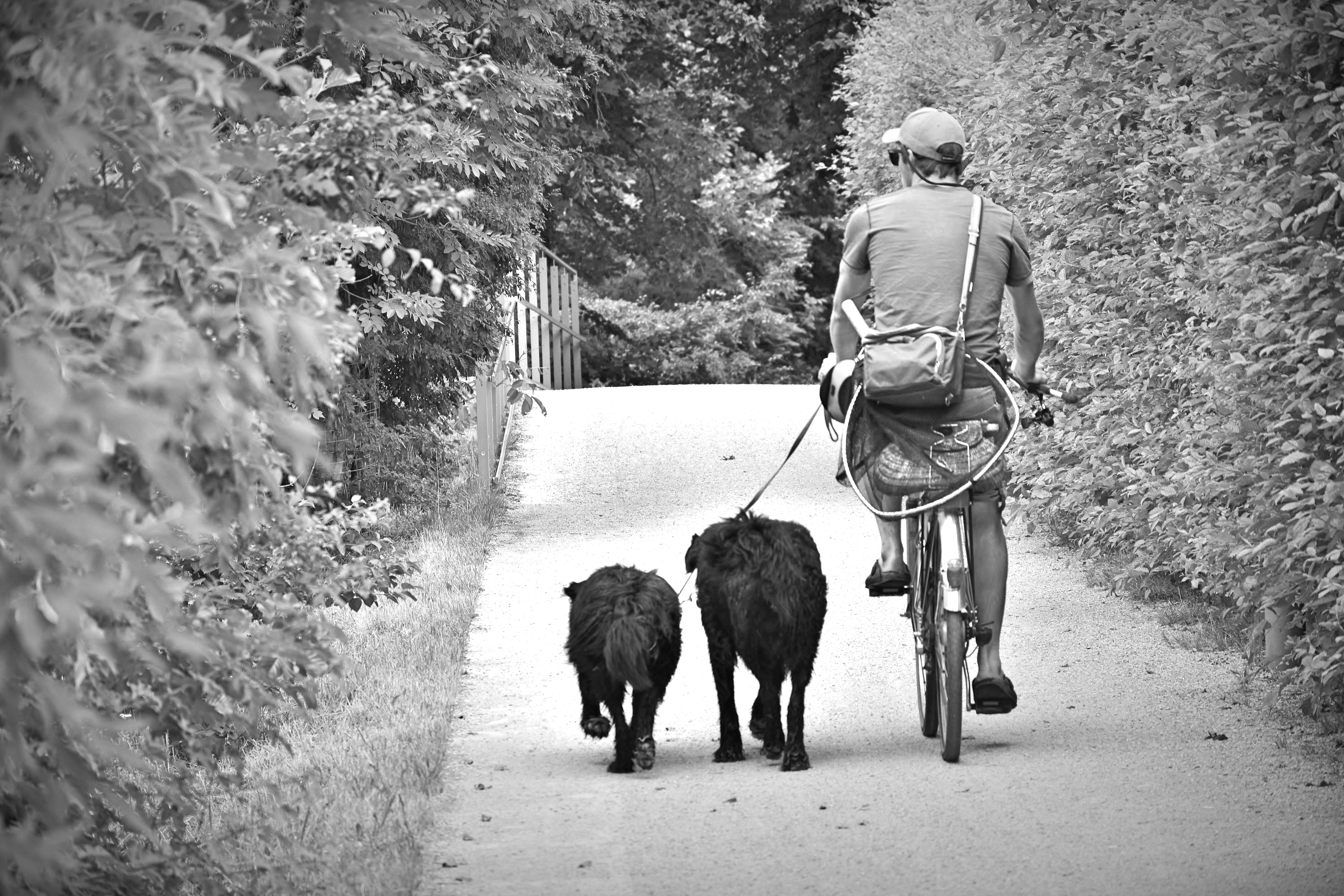 day, away, one person, cycling, trees, pet owner, domestic, walking, young, vertebrate, bike, dogs, cyclists, 5K, pets, man, lifestyles, domestic animals, HD Wallpaper